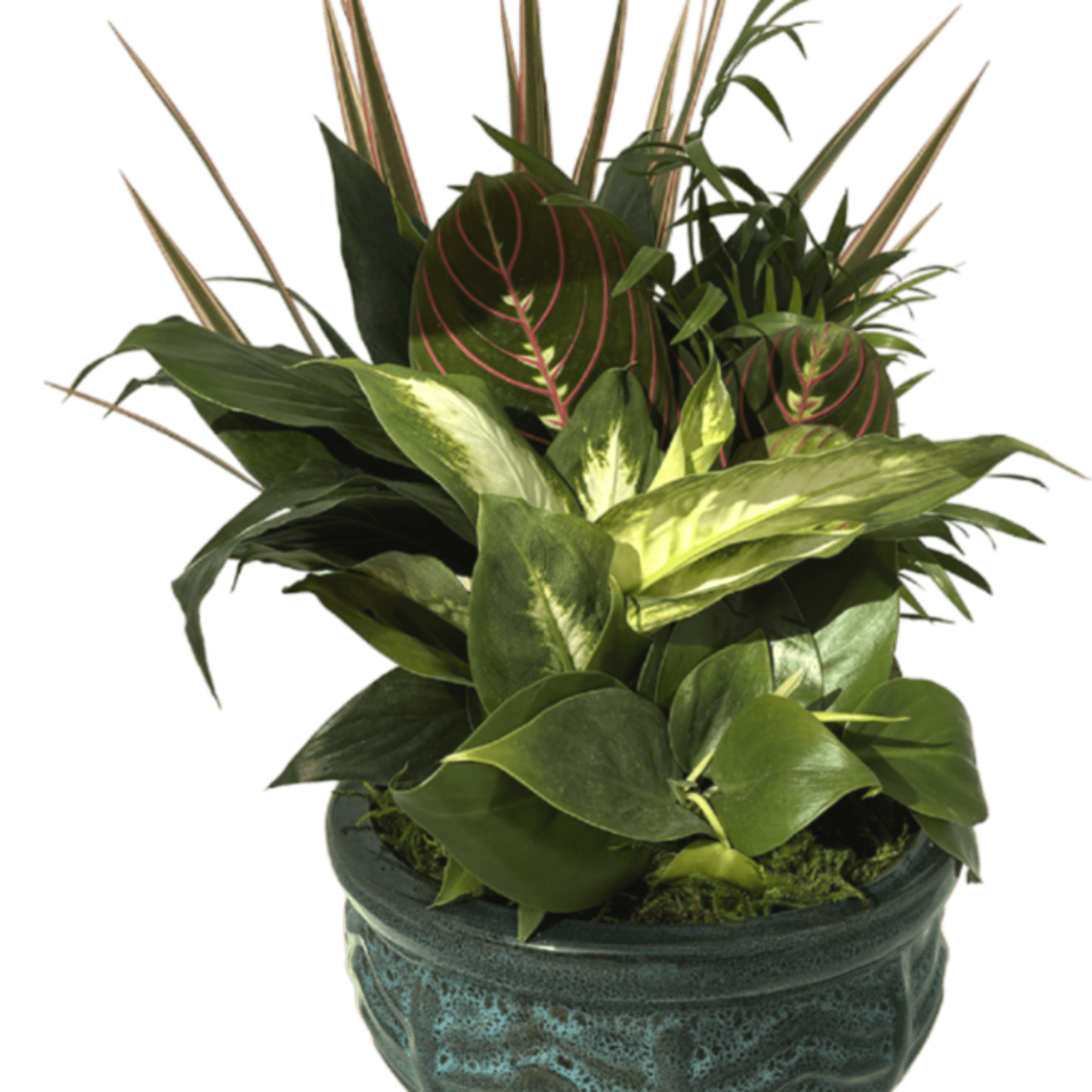 Potted tropical plant with variegated and striped leaves in a blue ceramic pot