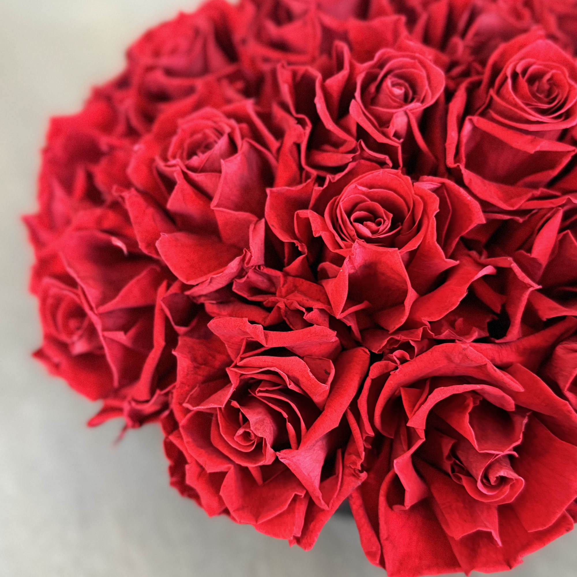 Close-up bouquet of red roses