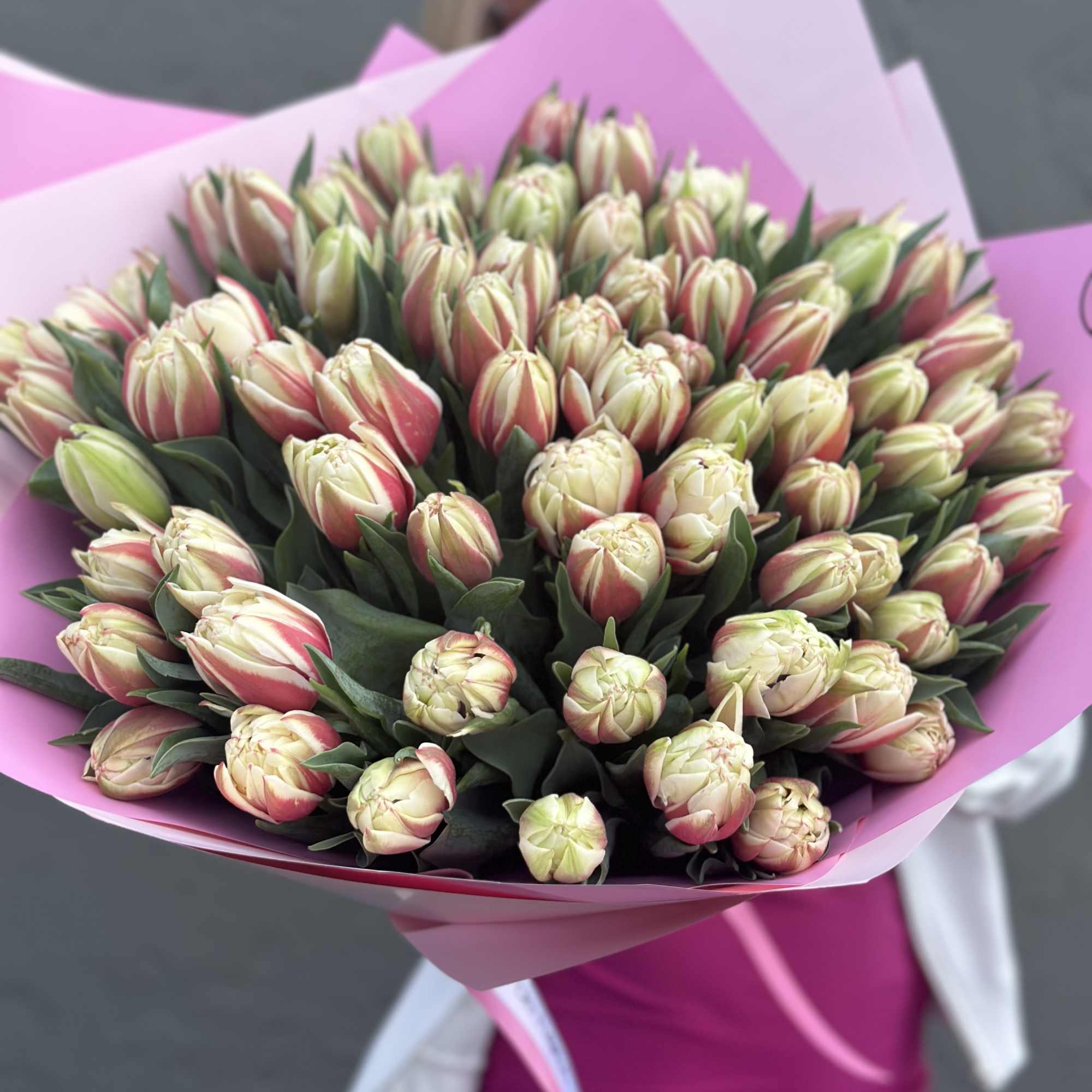 Large bouquet of pink and cream tulips wrapped in pink paper