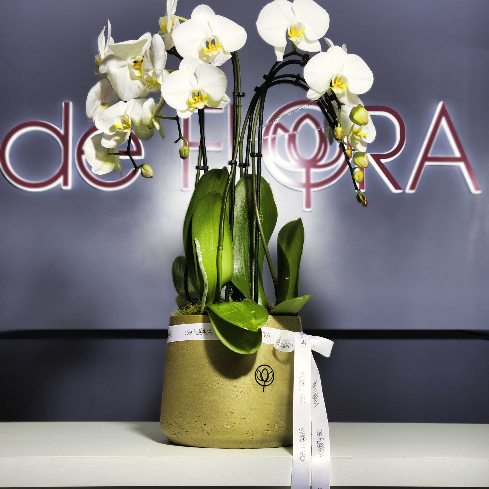 White orchid plant in a gold pot with a ribbon