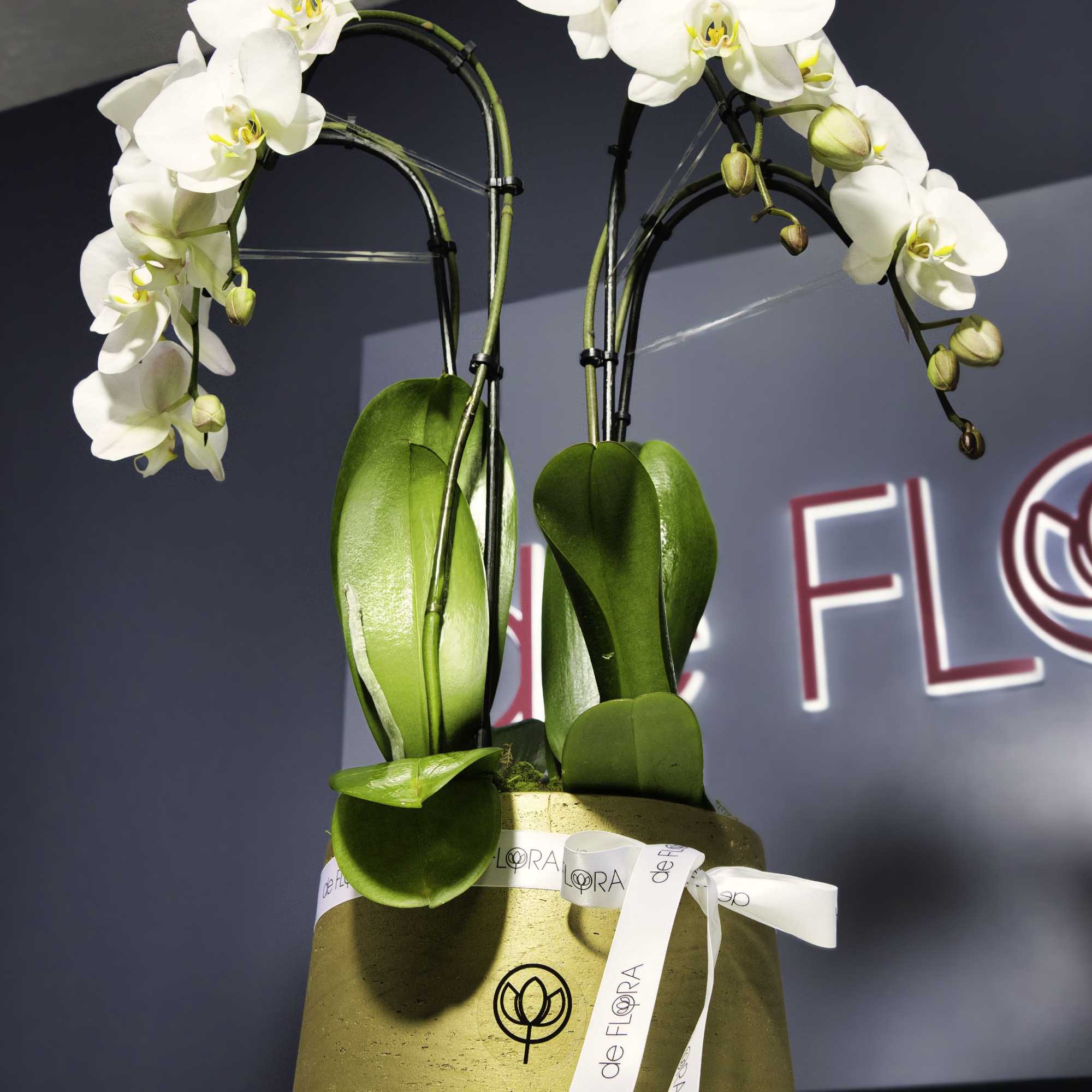 White orchids in a gold pot with a ribbon bow
