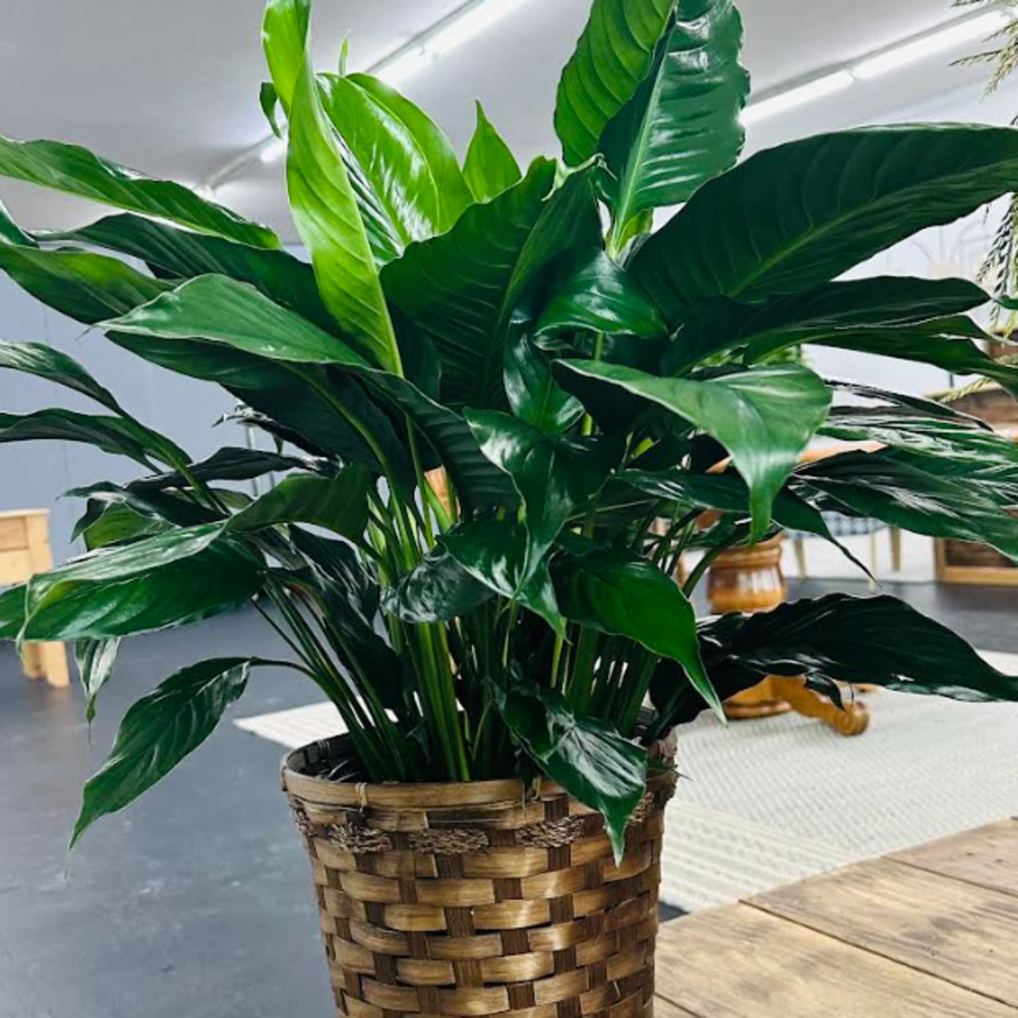 A tall reaching spathiphyllum plant, also known as a peace lily, set