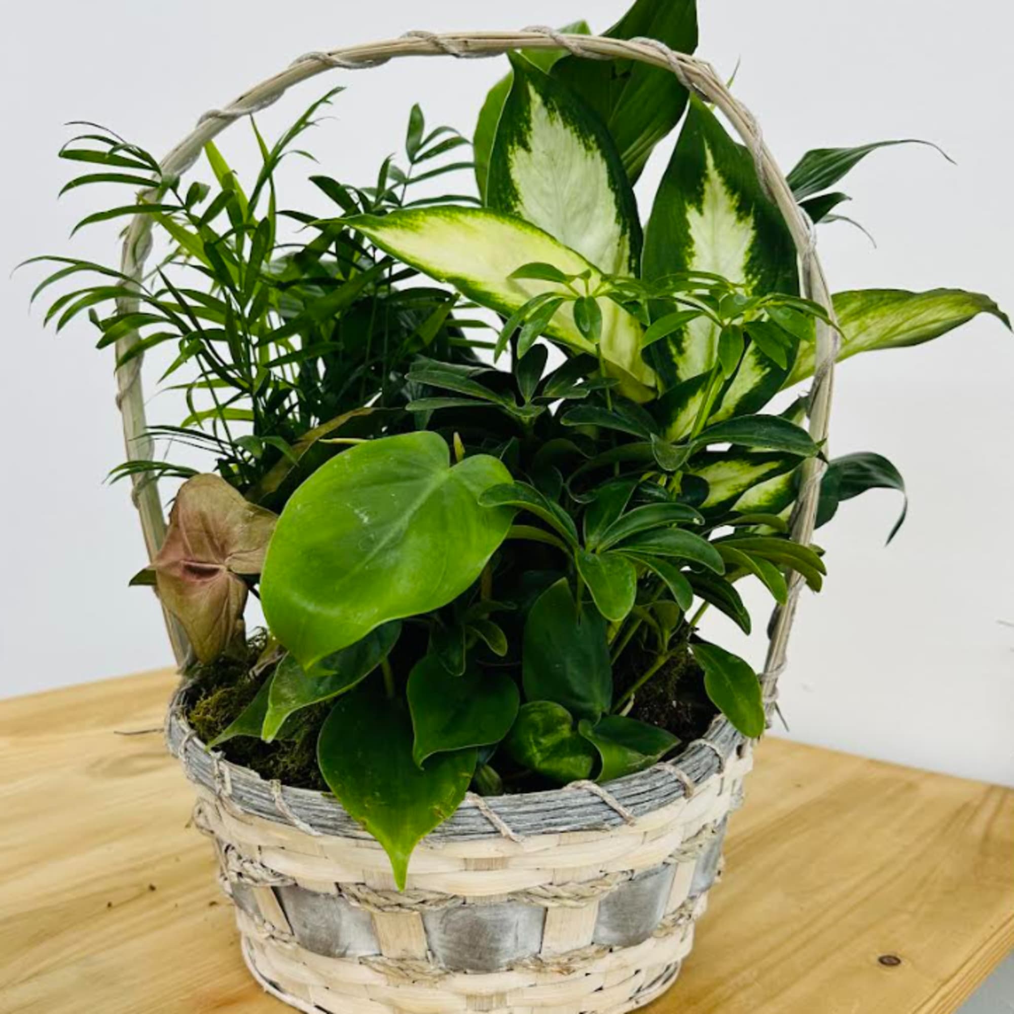 Basket of assorted green houseplants in a woven basket