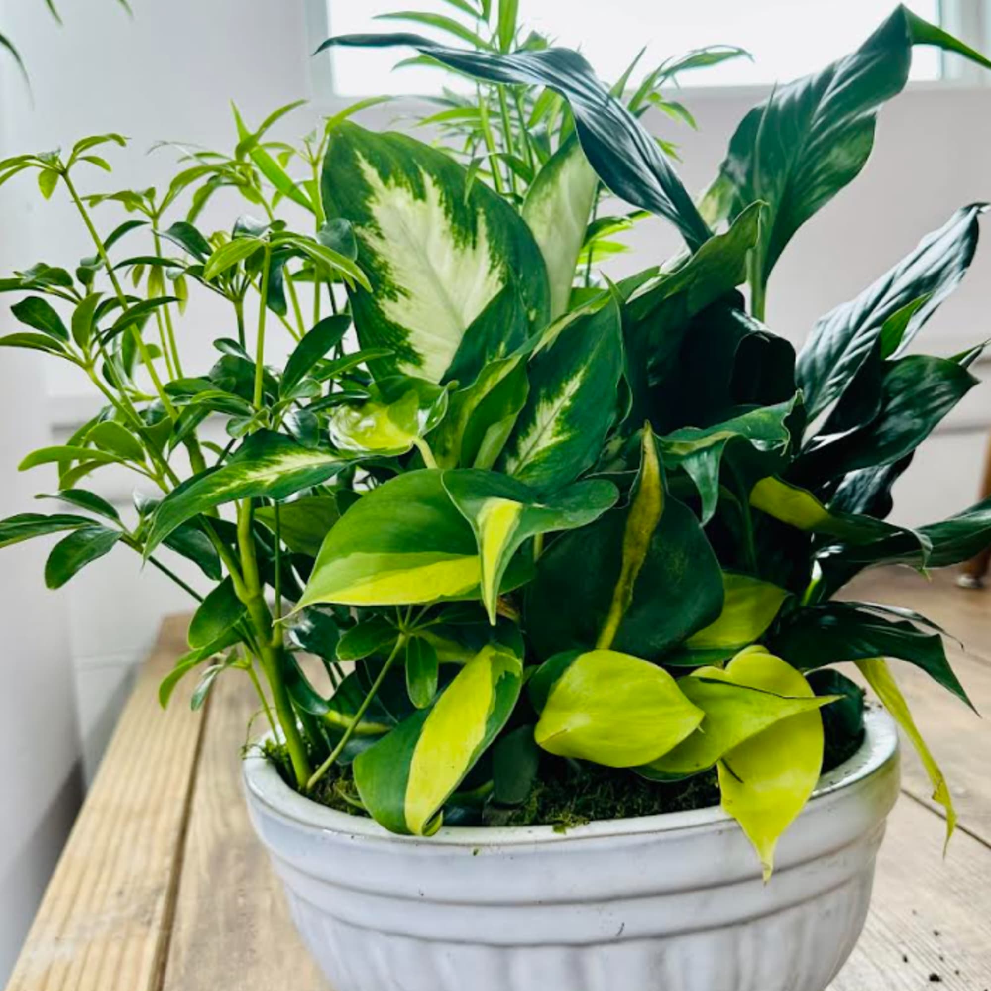 Mixed green houseplants in a white ceramic planter