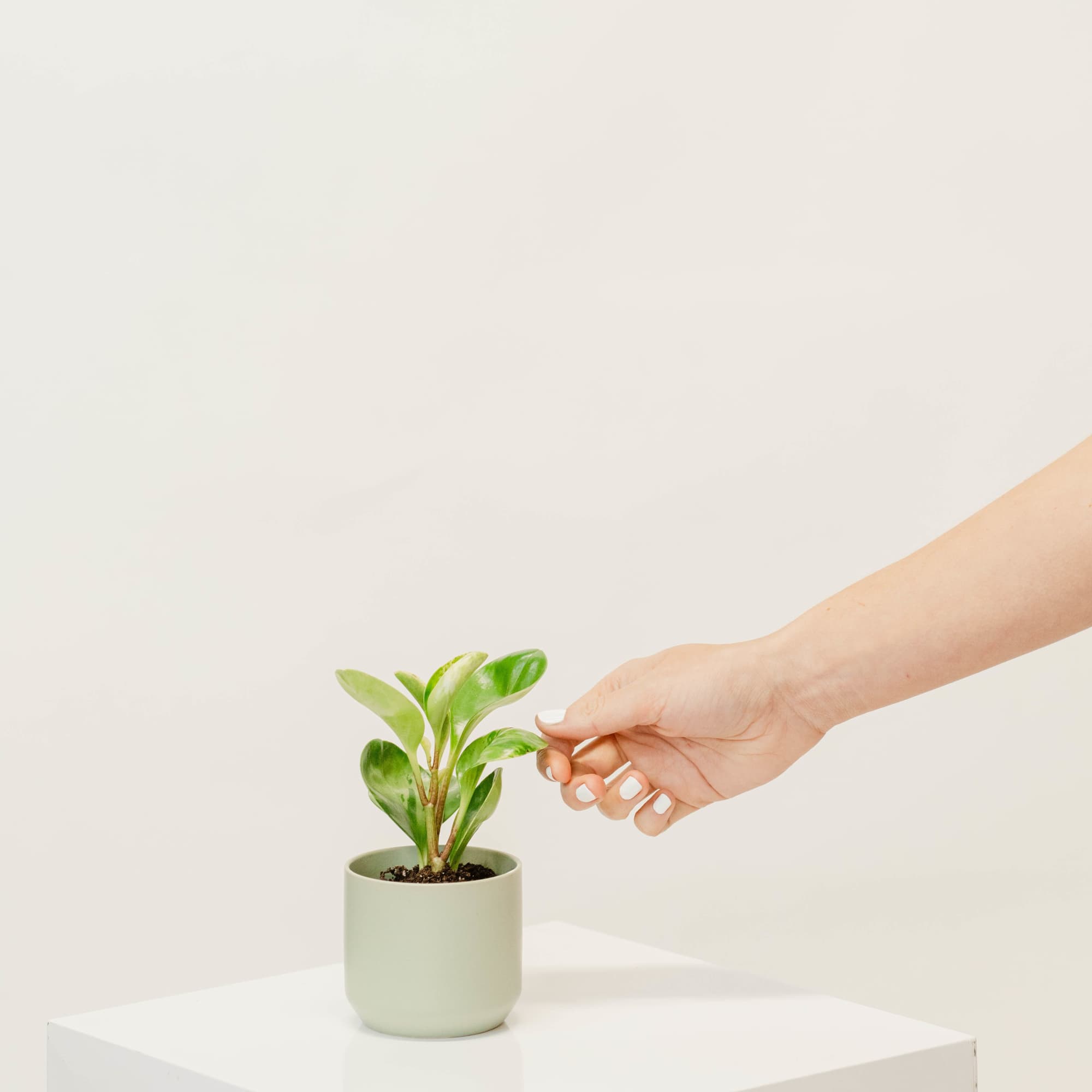 Small potted plant in a pale green pot with a hand touching the leaves