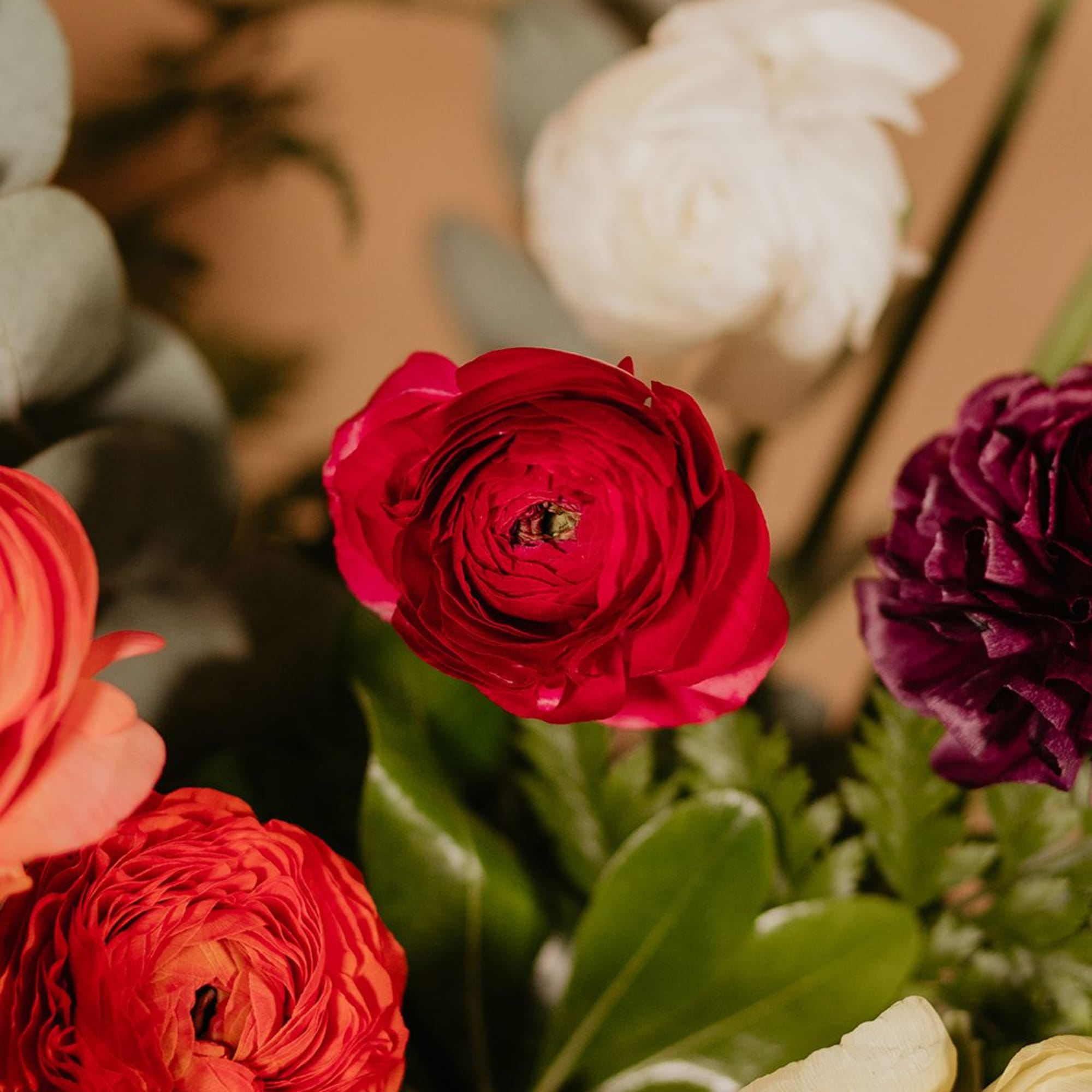 Close-up bouquet of ranunculus flowers in red, white, peach, and purple