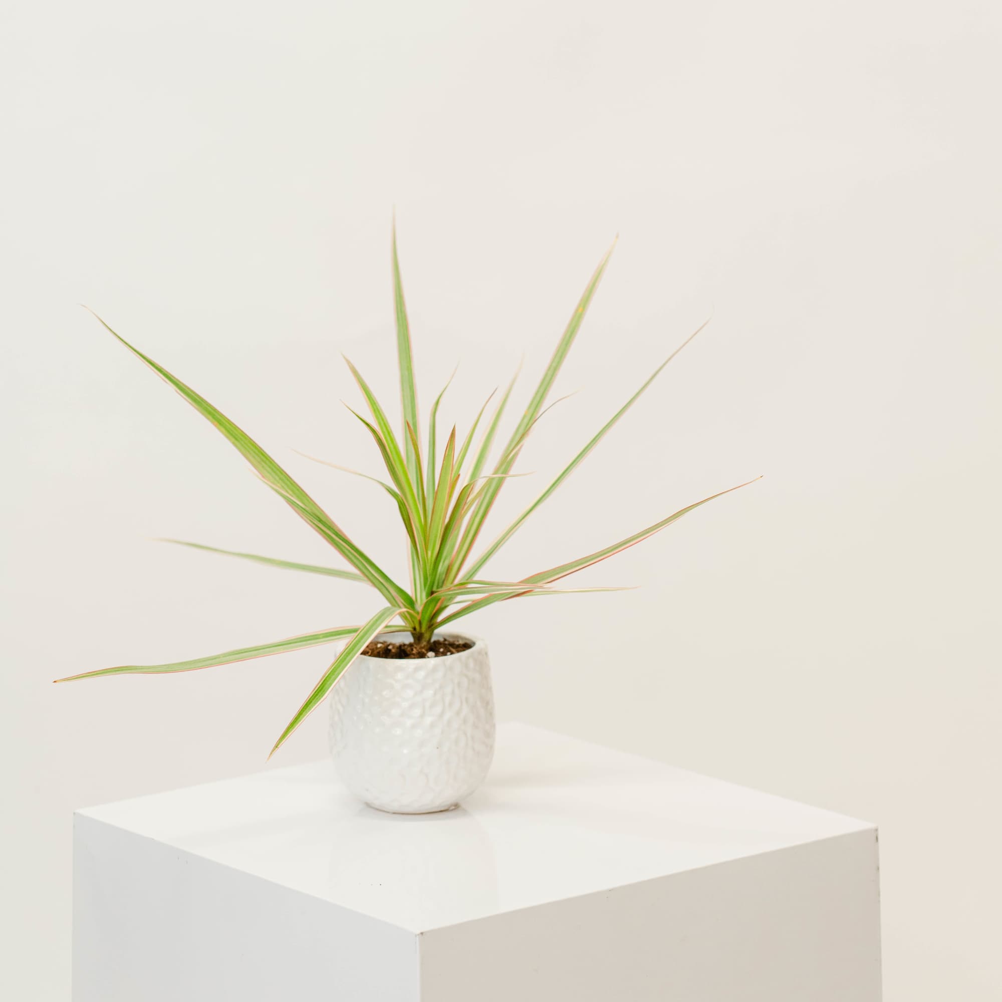 Potted dracaena plant in a white textured pot