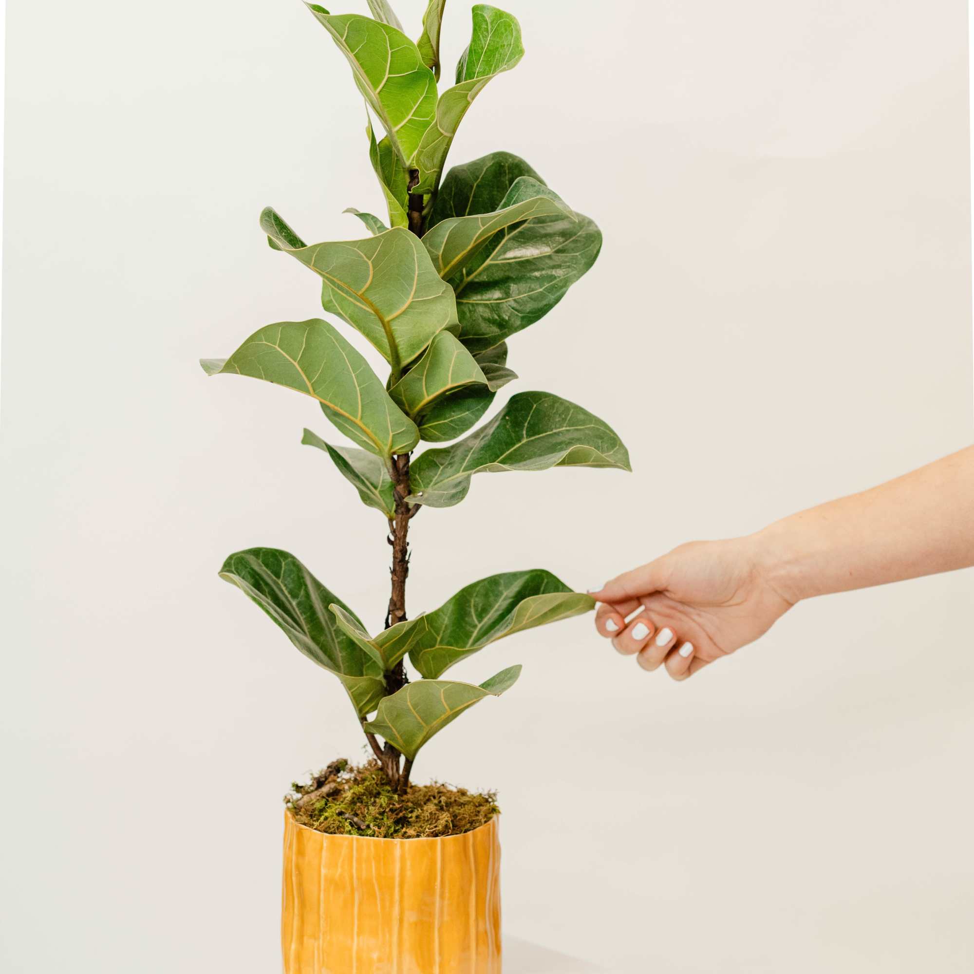 Potted fiddle leaf fig plant in a yellow ceramic pot