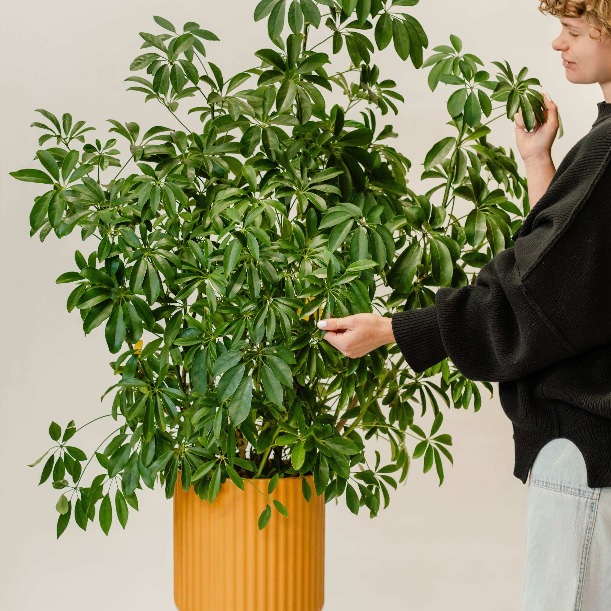 Large potted green houseplant in an orange ribbed planter