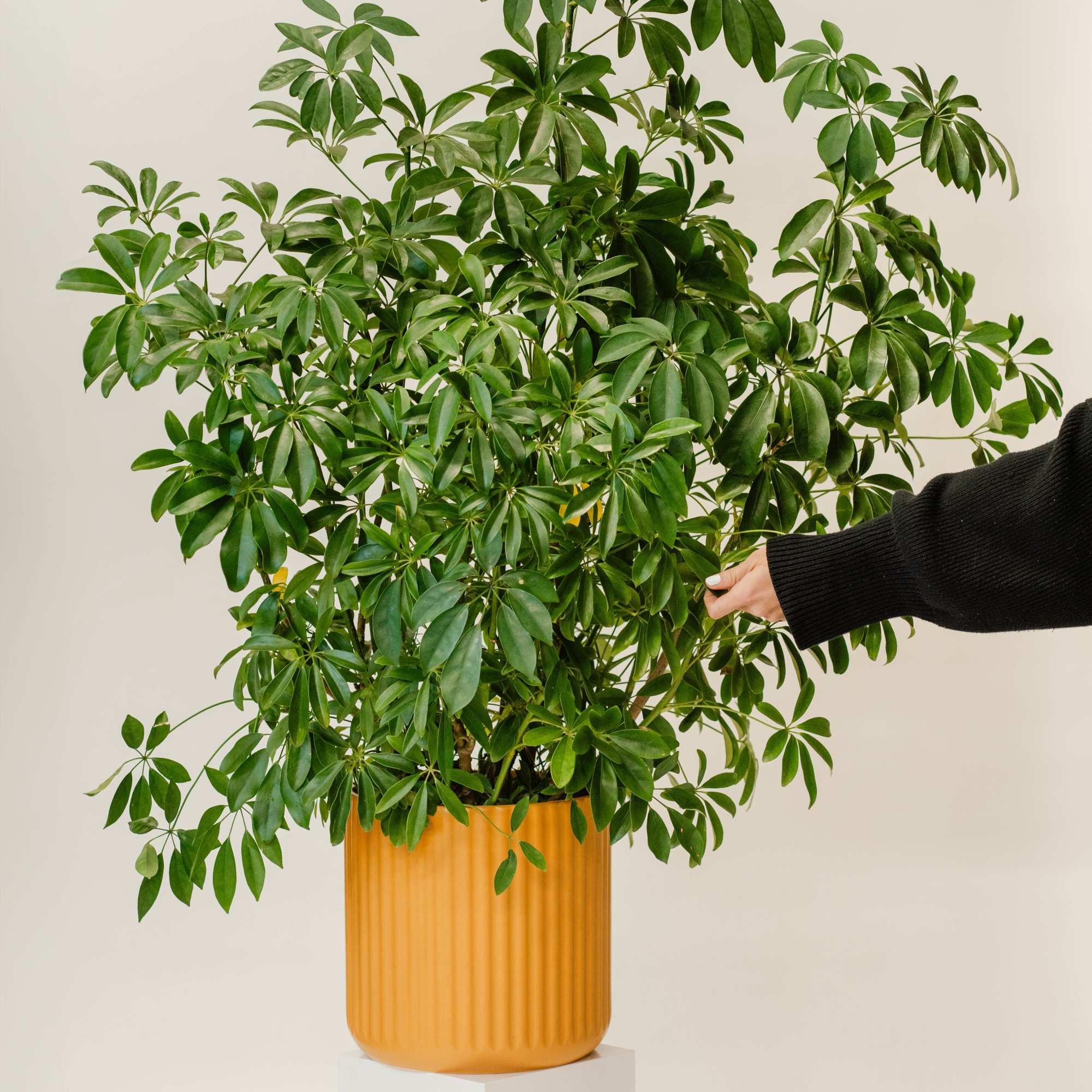 Large potted green houseplant in an orange ribbed planter
