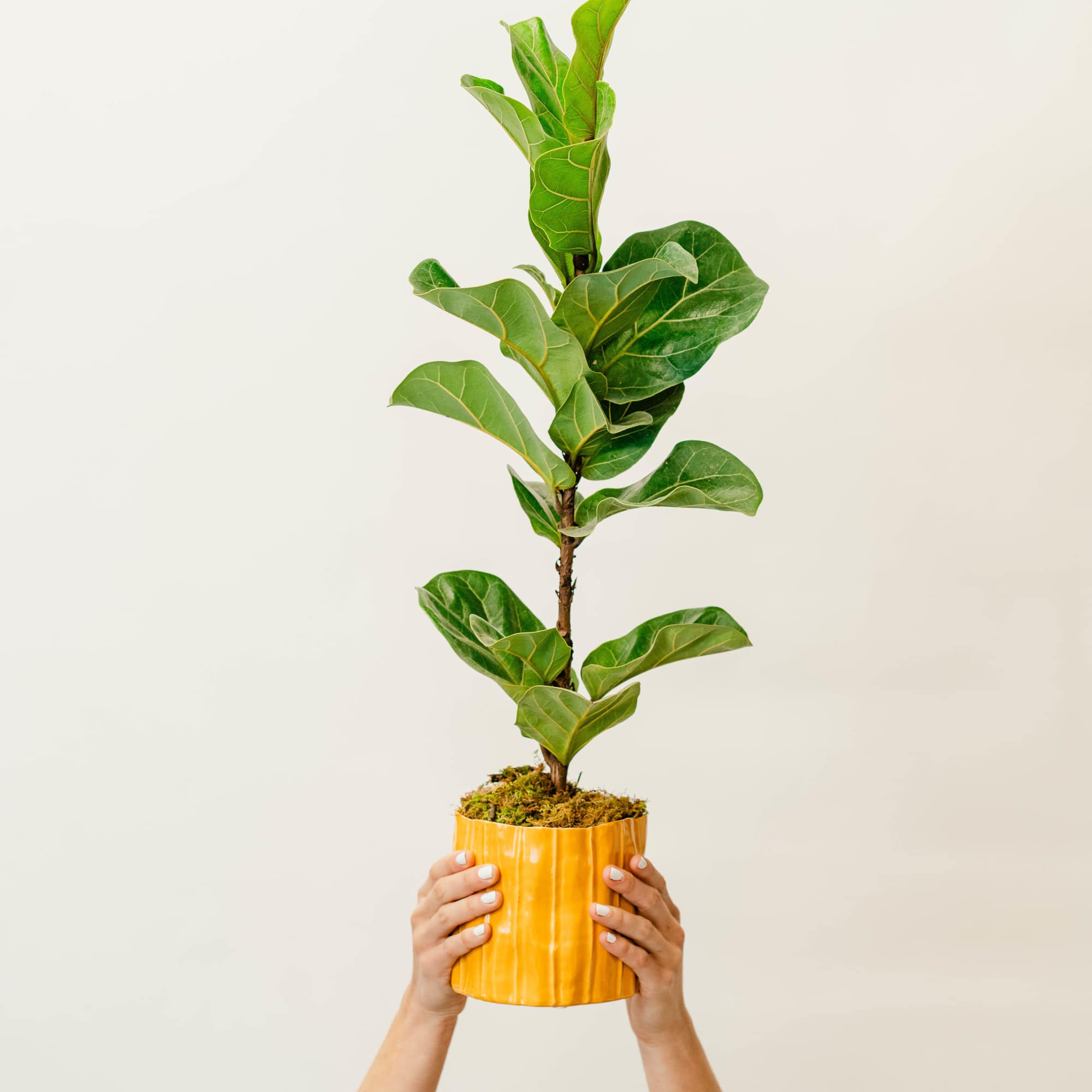 Potted fiddle leaf fig plant held overhead in a yellow pot