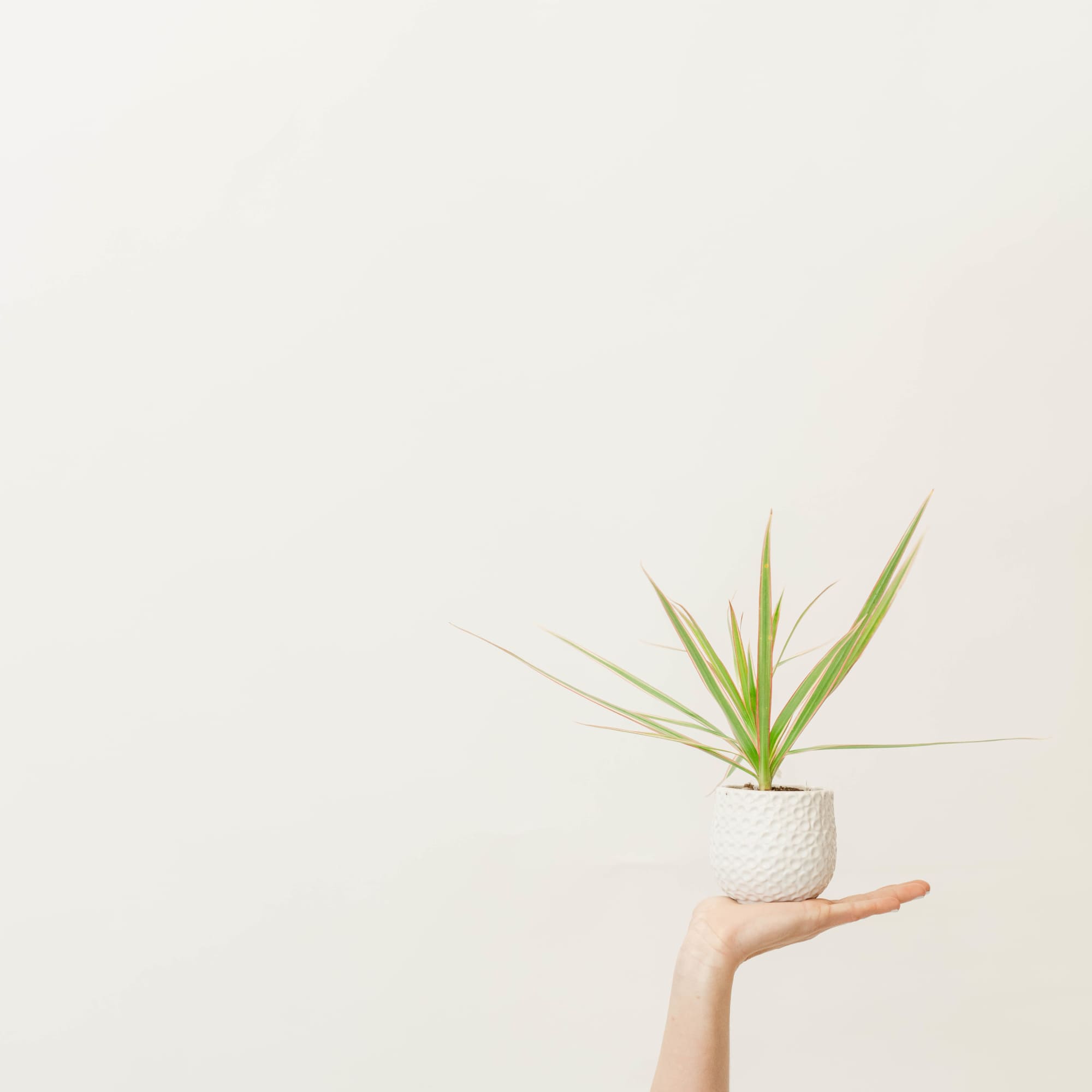 Small potted plant held above a person's hand