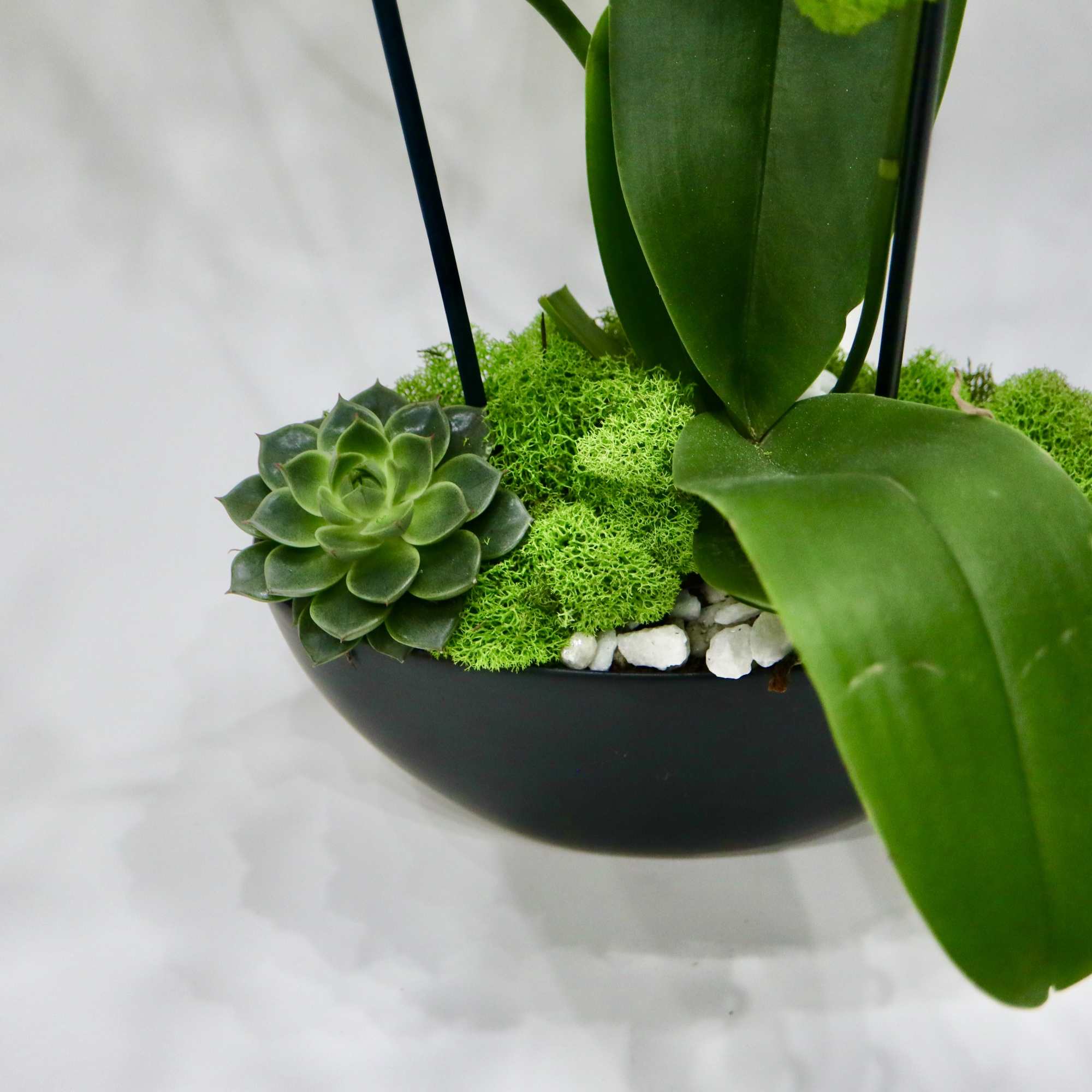 A beautiful mix of white orchid with succulent plant, comes in a