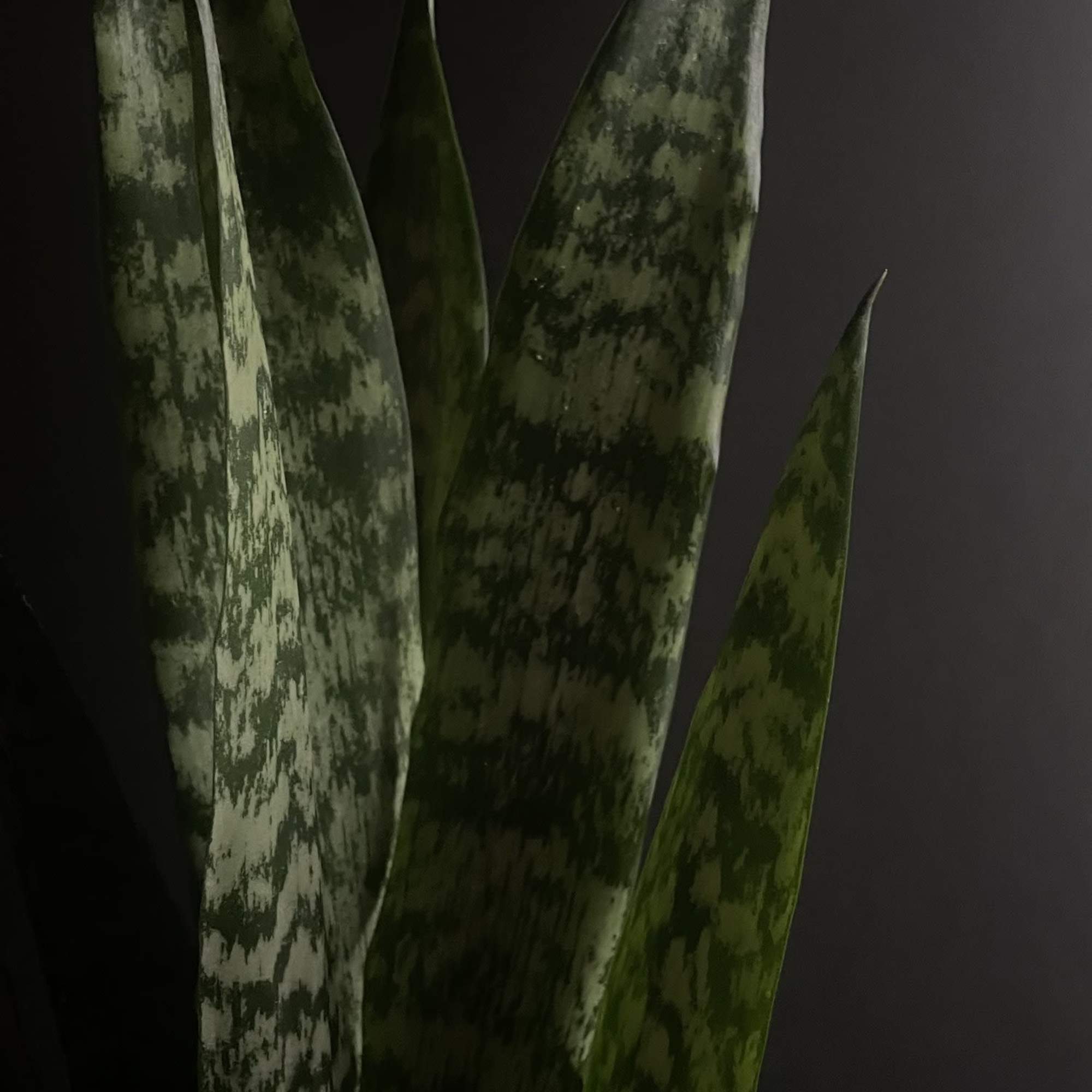 Close-up of tall variegated snake plant leaves against a dark background