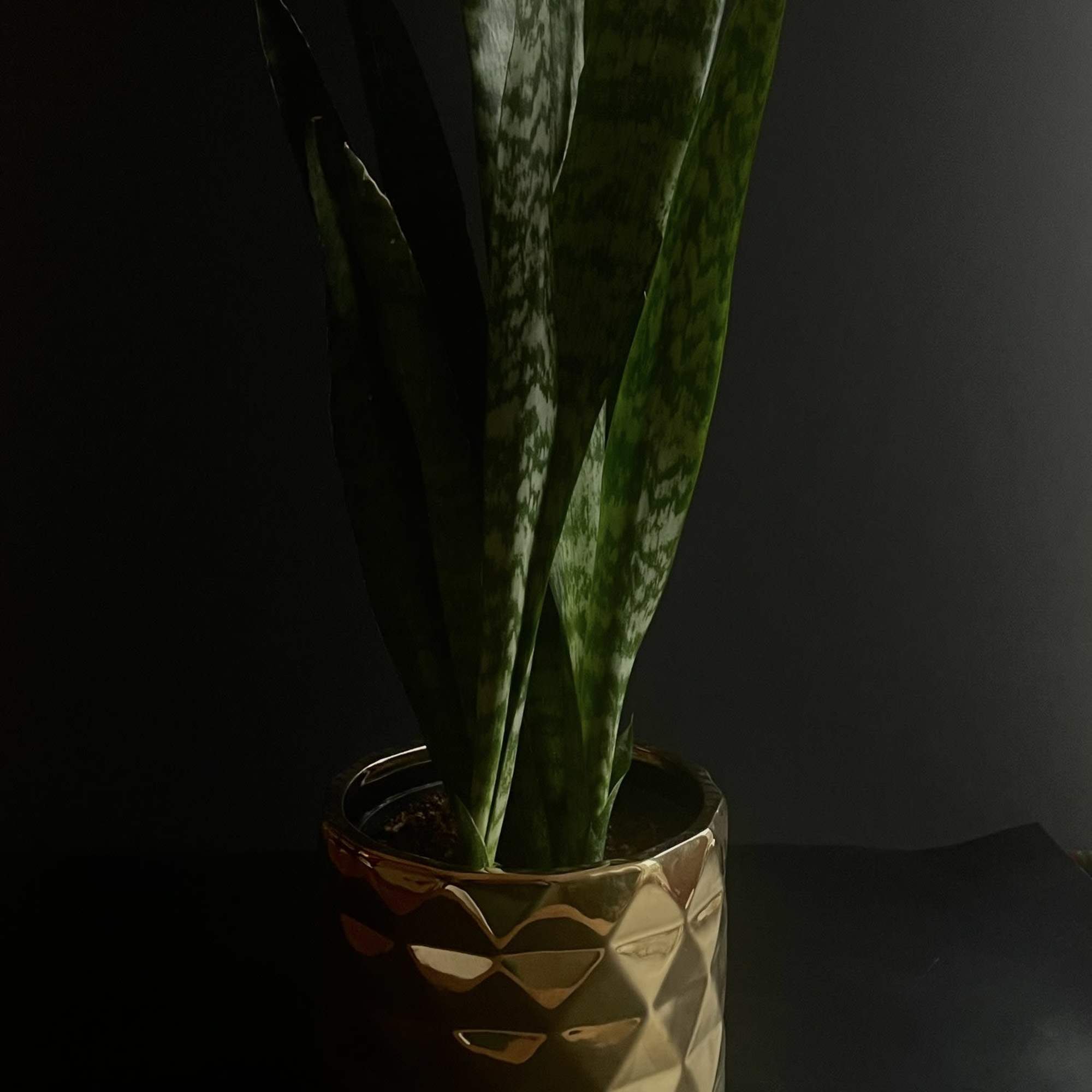 Potted snake plant in a gold geometric planter
