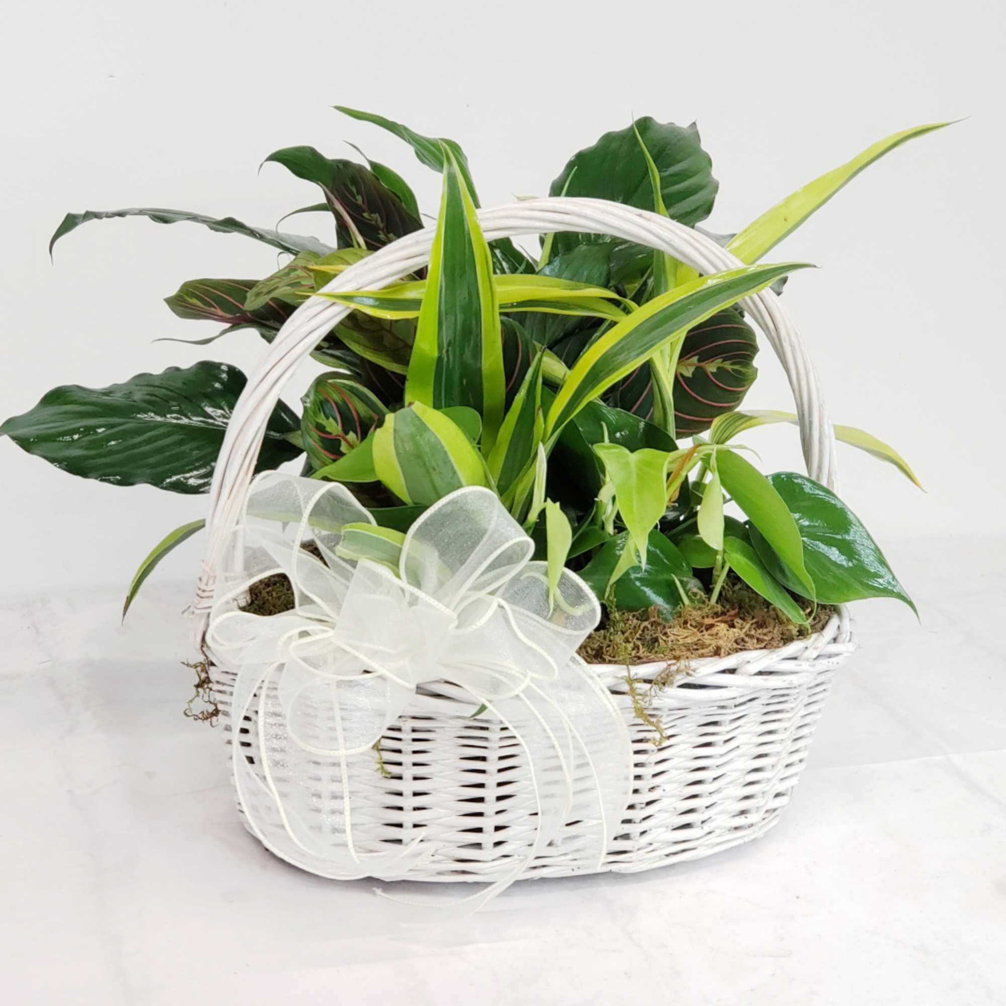 This lush basket garden is great choice for any occasion. Features a