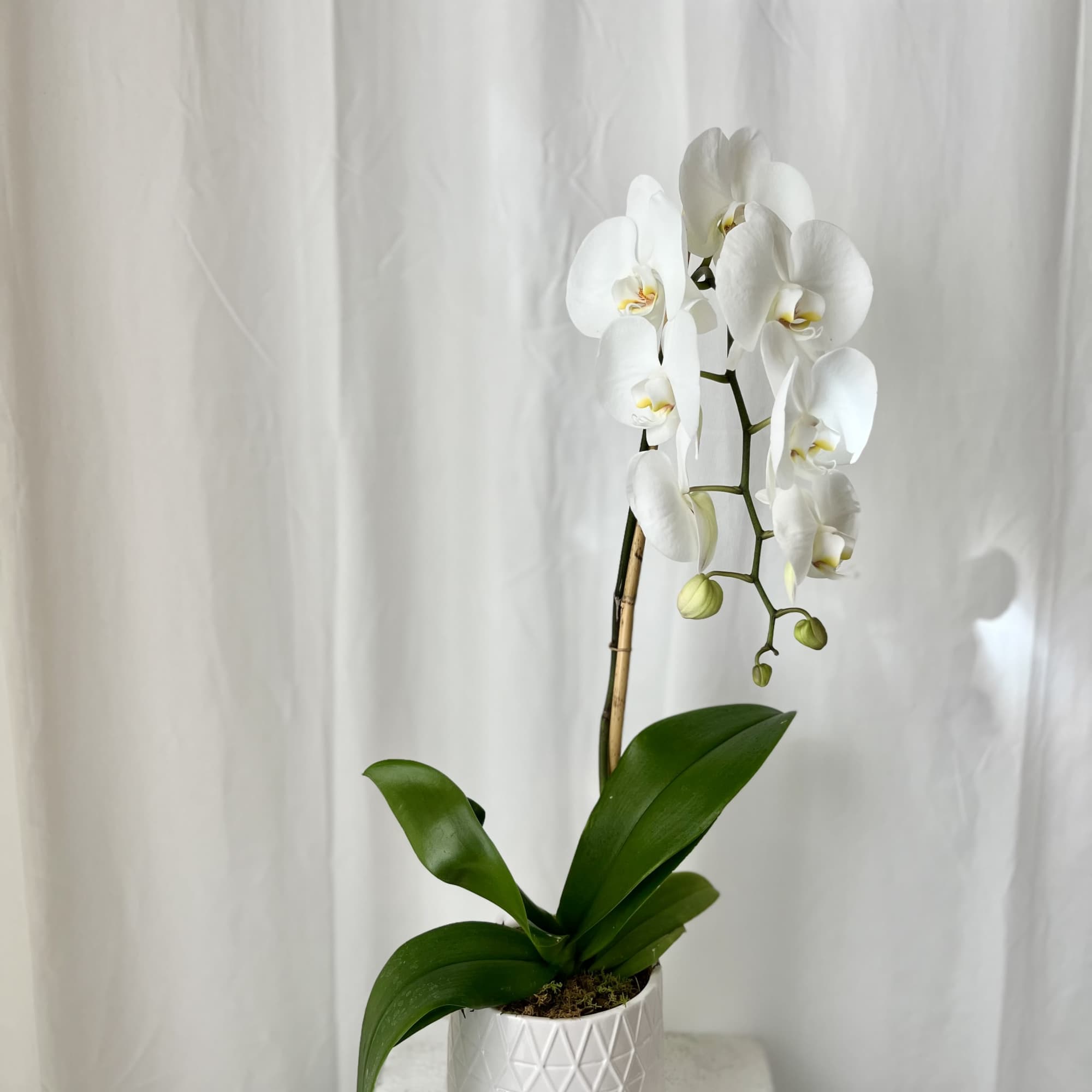 White phalaenopsis orchid plant in a textured white pot against a white backdrop
