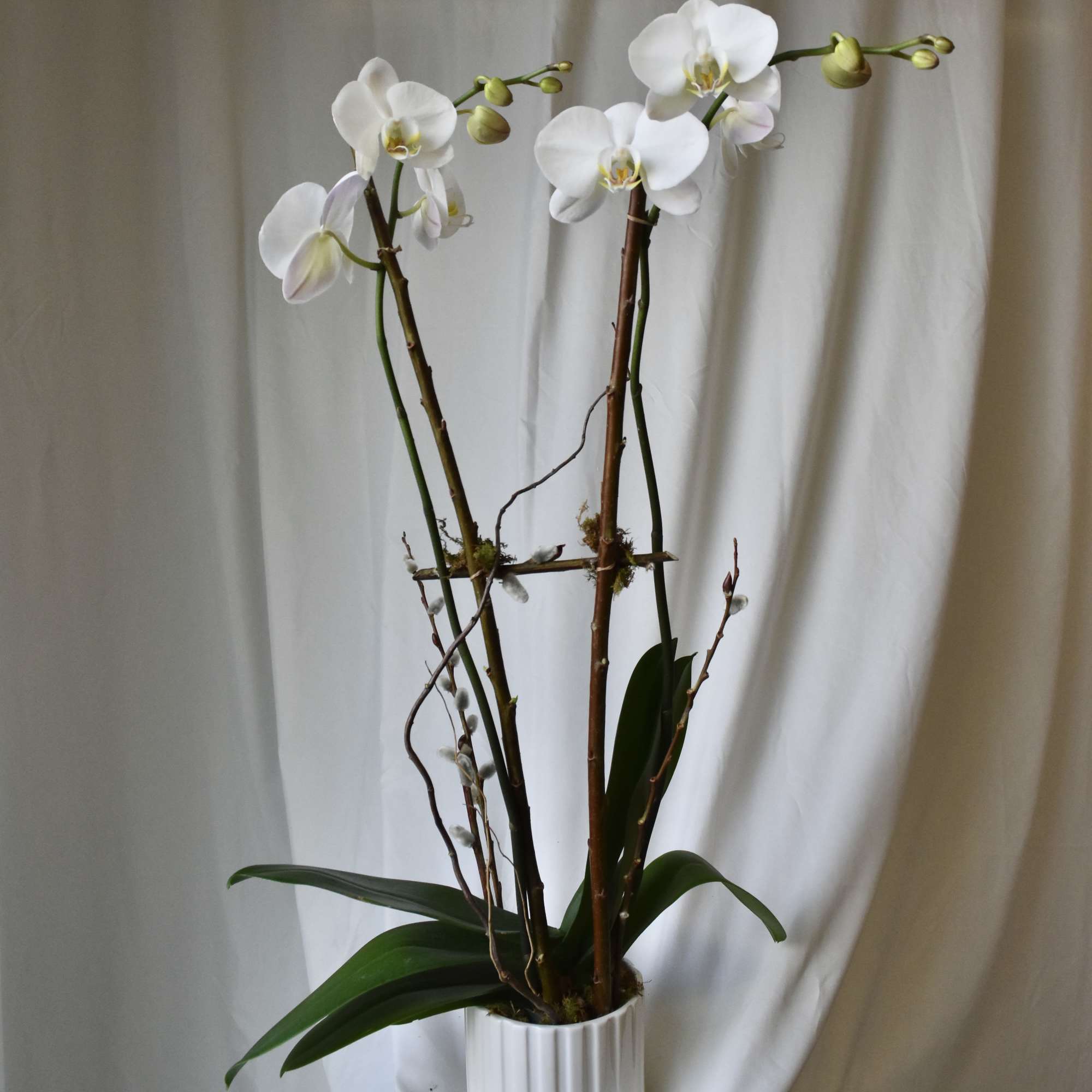 One Phaelaenopsis orchid placed in a beautiful glass, stone, or ceramic container.
