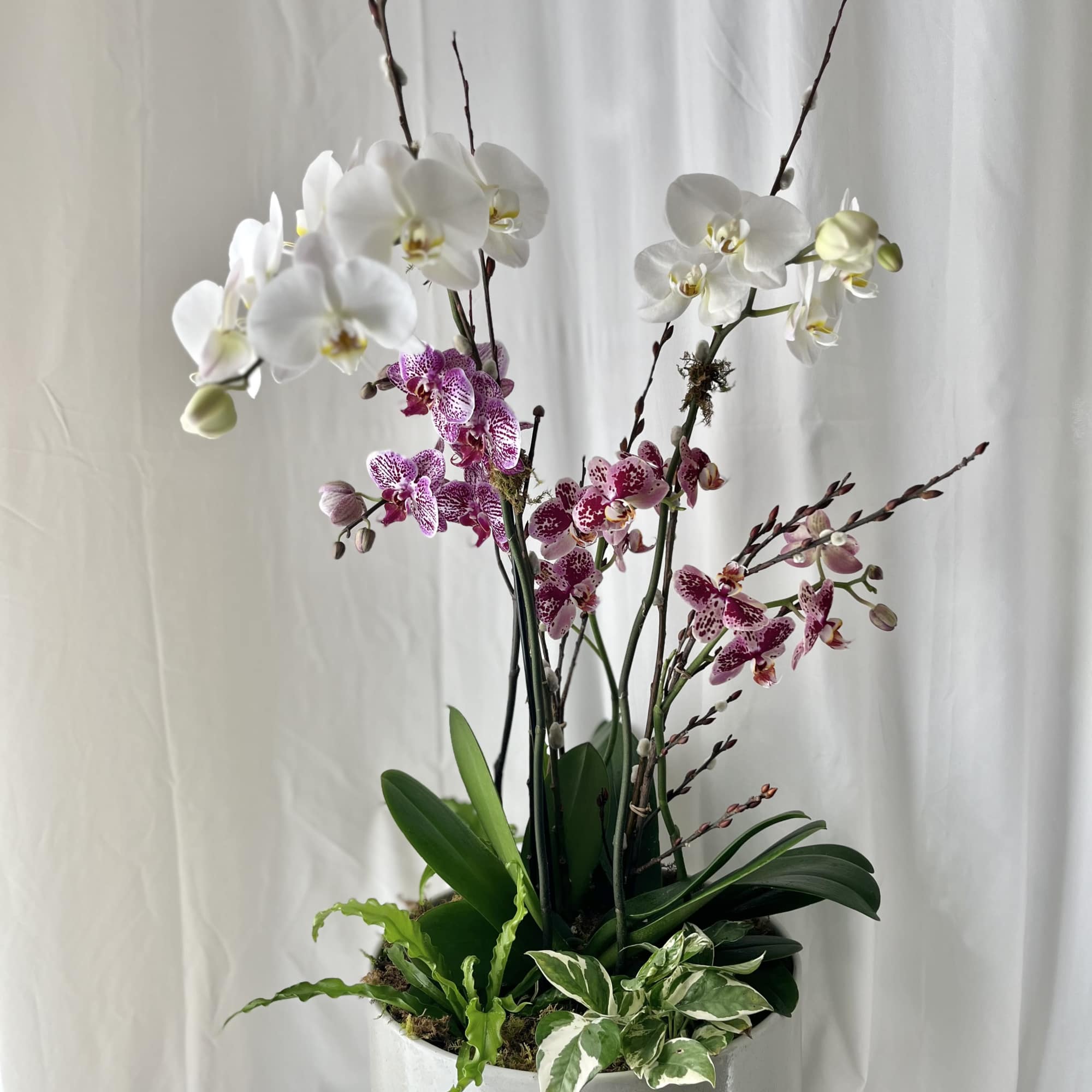 White and pink orchids arranged in a round white planter