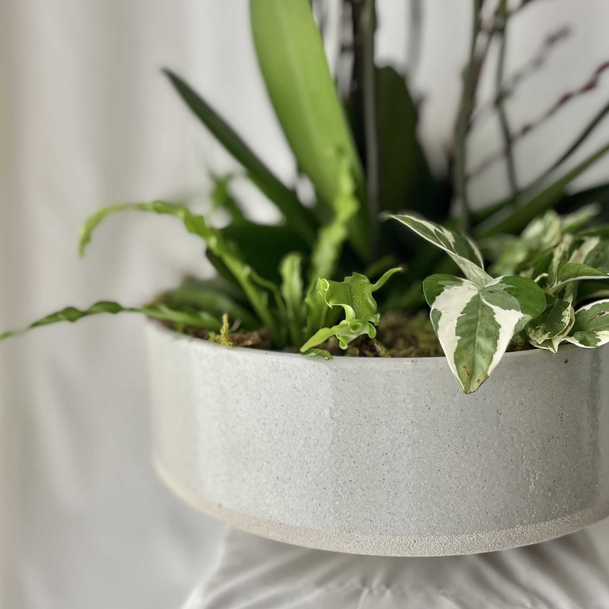 Potted green houseplant in a white planter