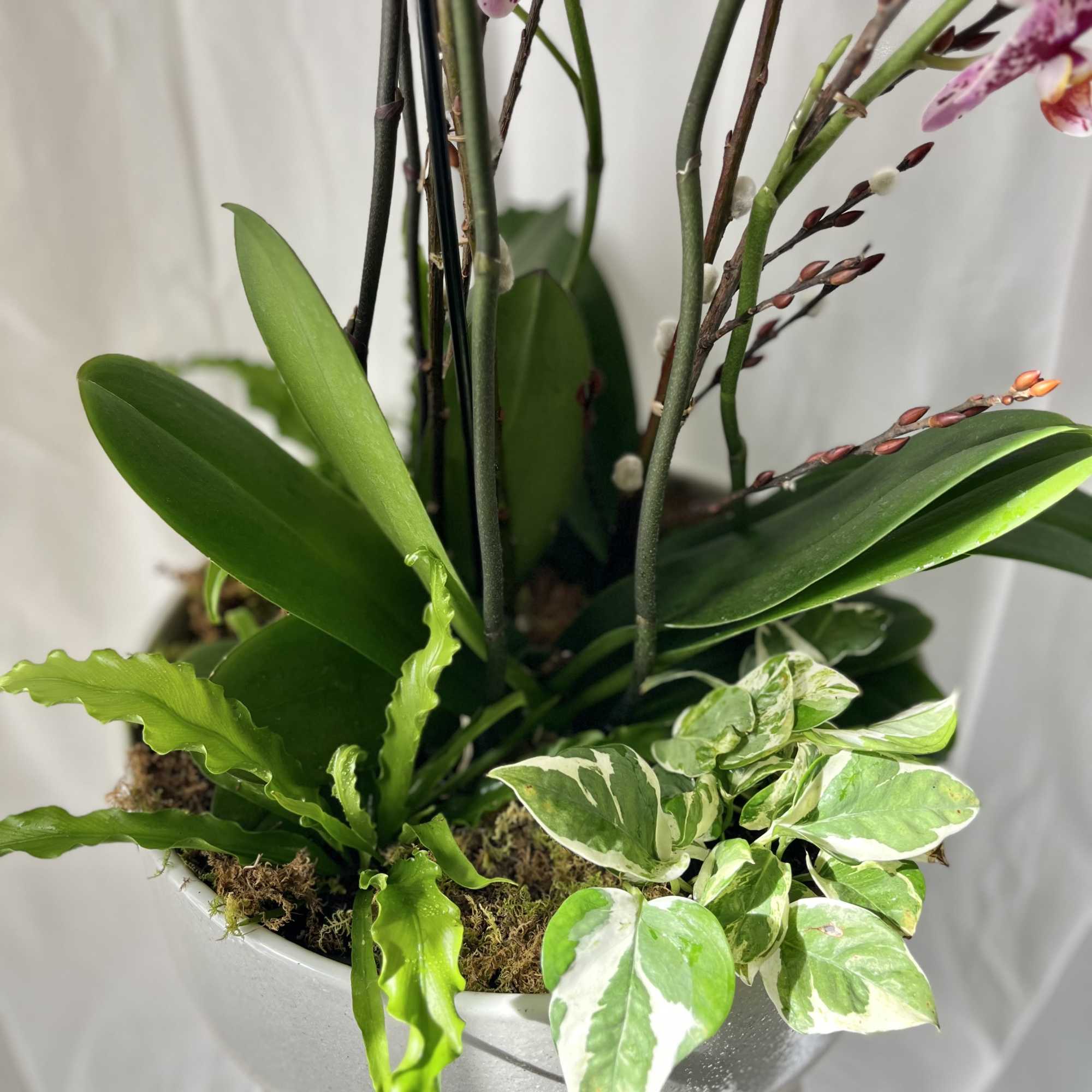 Mixed potted orchid and foliage arrangement in a white container