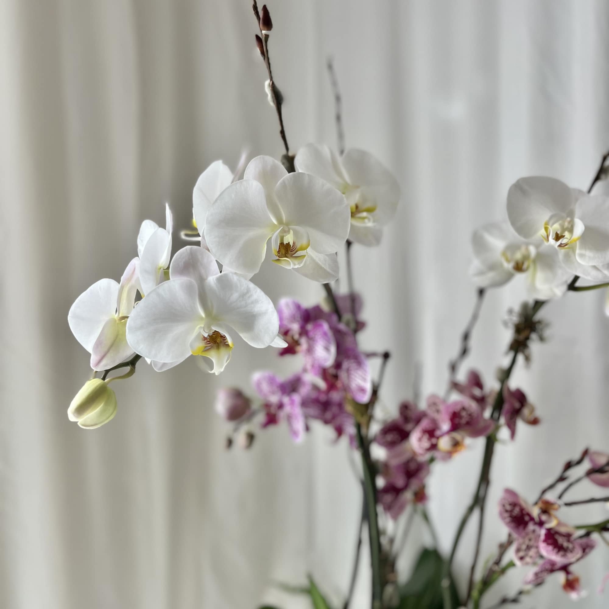 White and purple orchids arranged in a vase