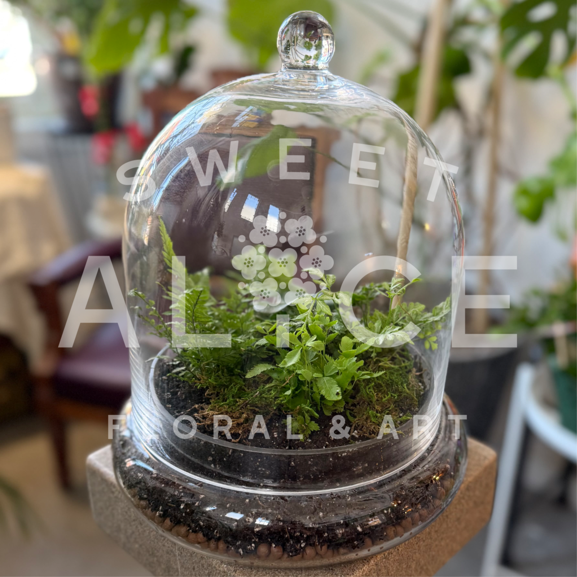 A delightful wilderness under a clear glass cloche, this Ferngully Terrarium is