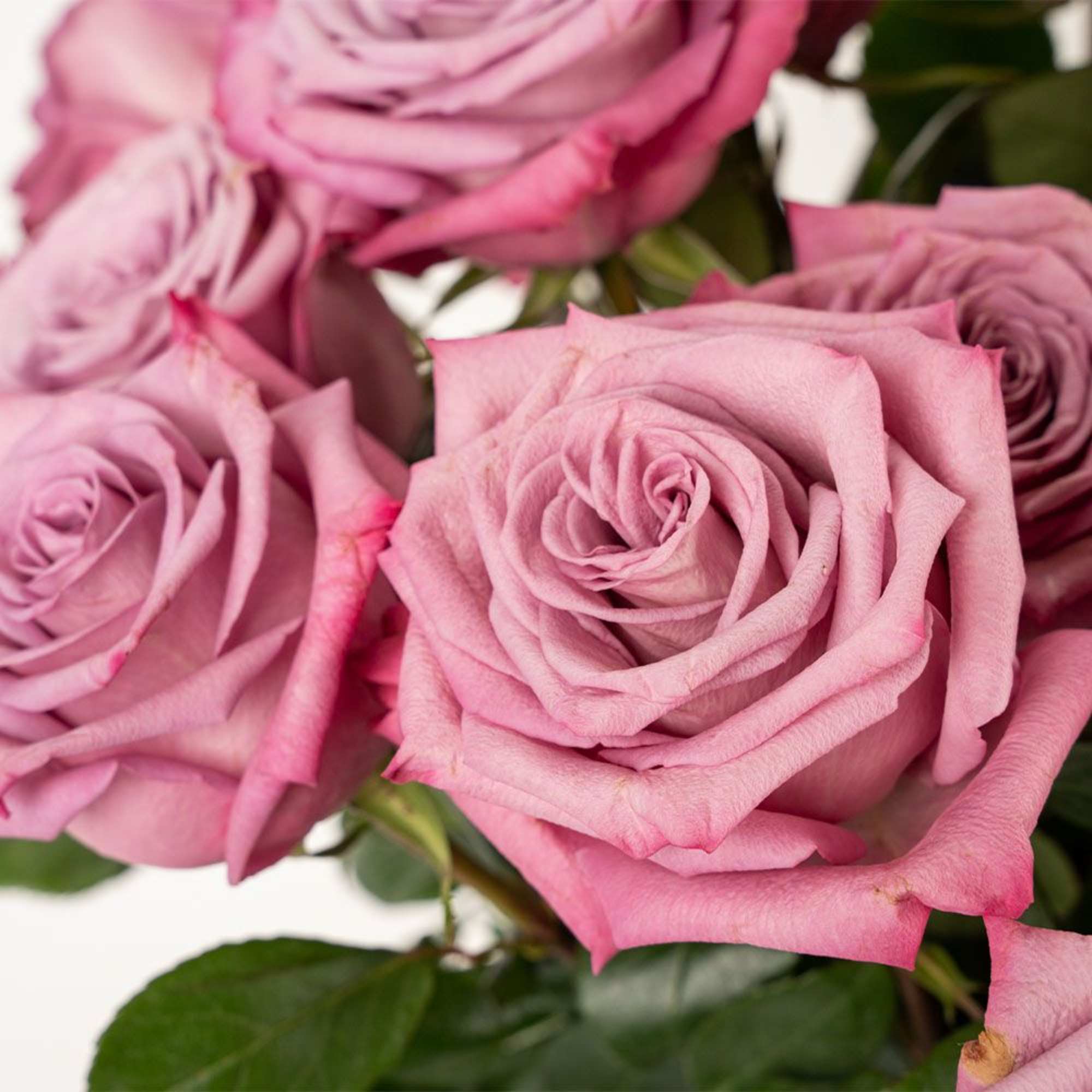 Close-up of several dusty pink roses clustered together