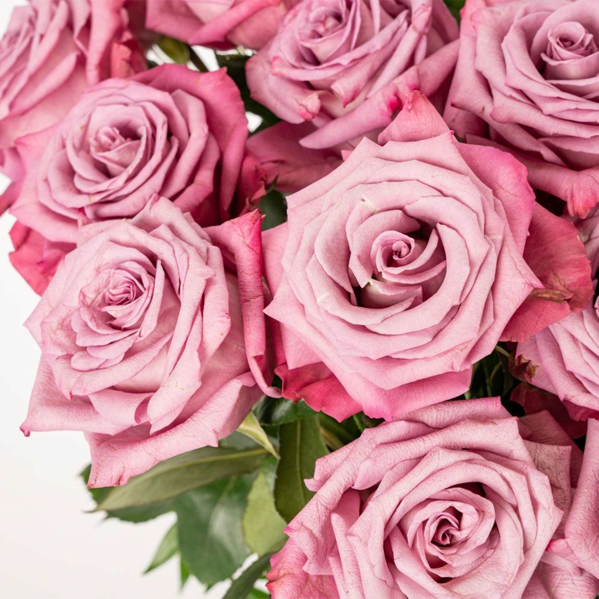 Close-up of a bouquet of dusty pink roses clustered together