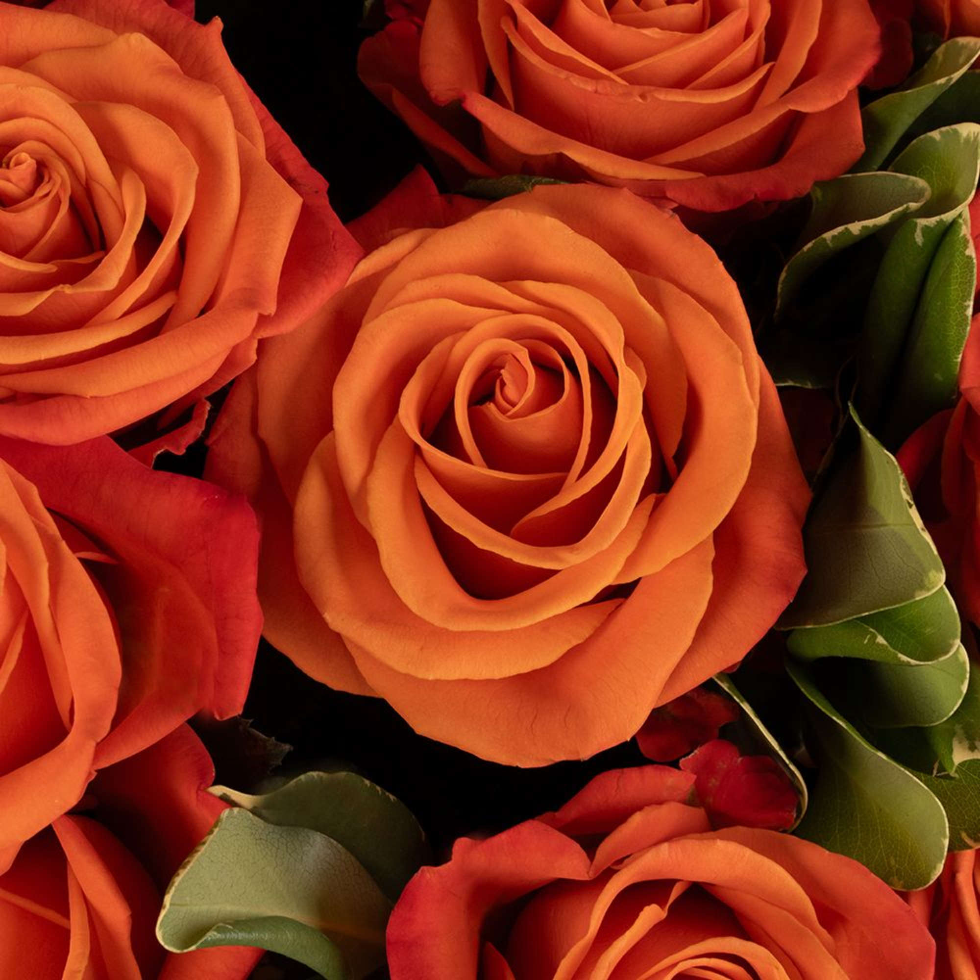 Close-up of a cluster of vibrant orange roses in full bloom