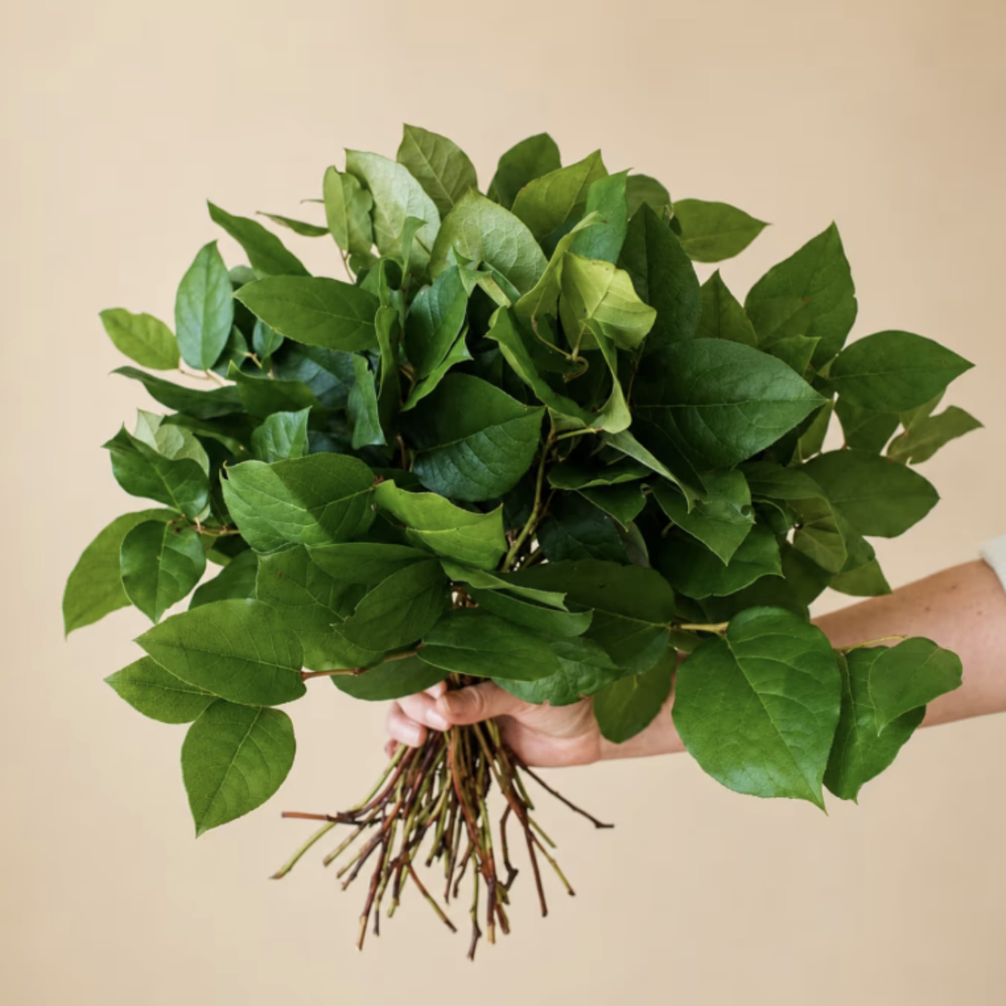 20 bunches of lemon leaf per box