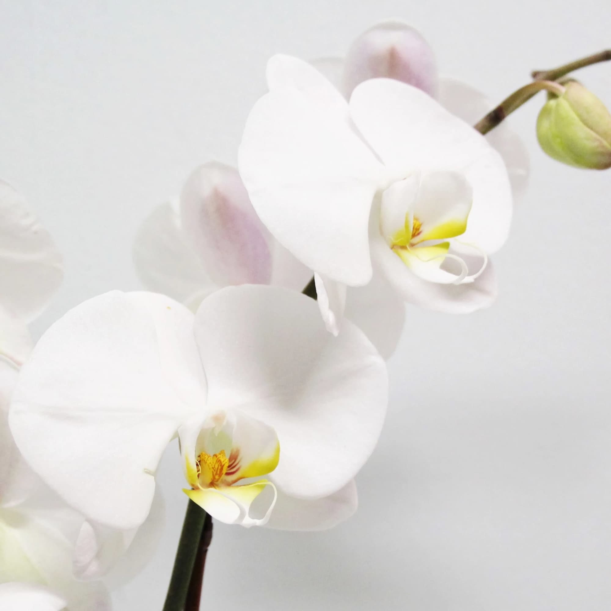 White orchid blooms with yellow centers on a pale background