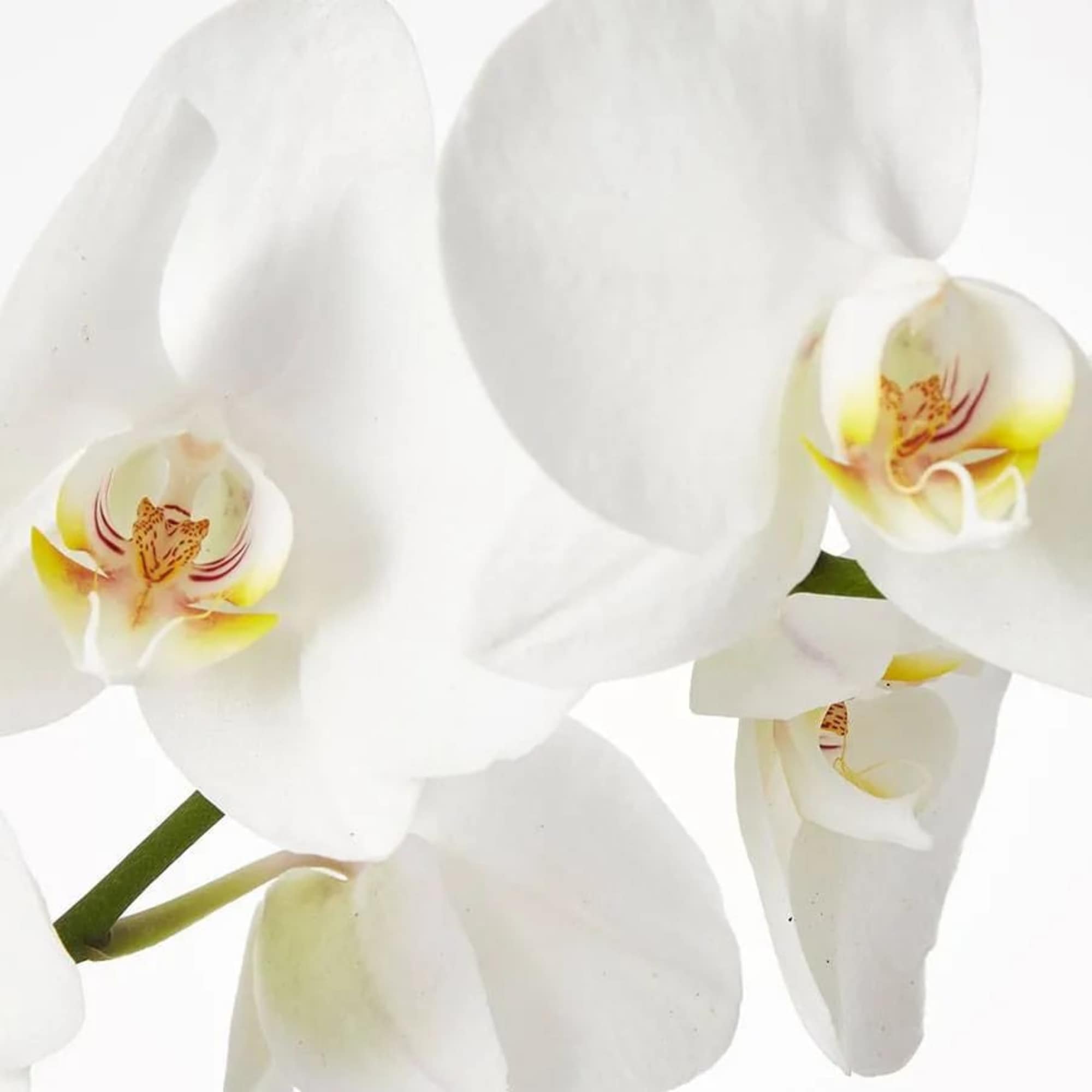 Close-up of white orchid blooms with yellow centers