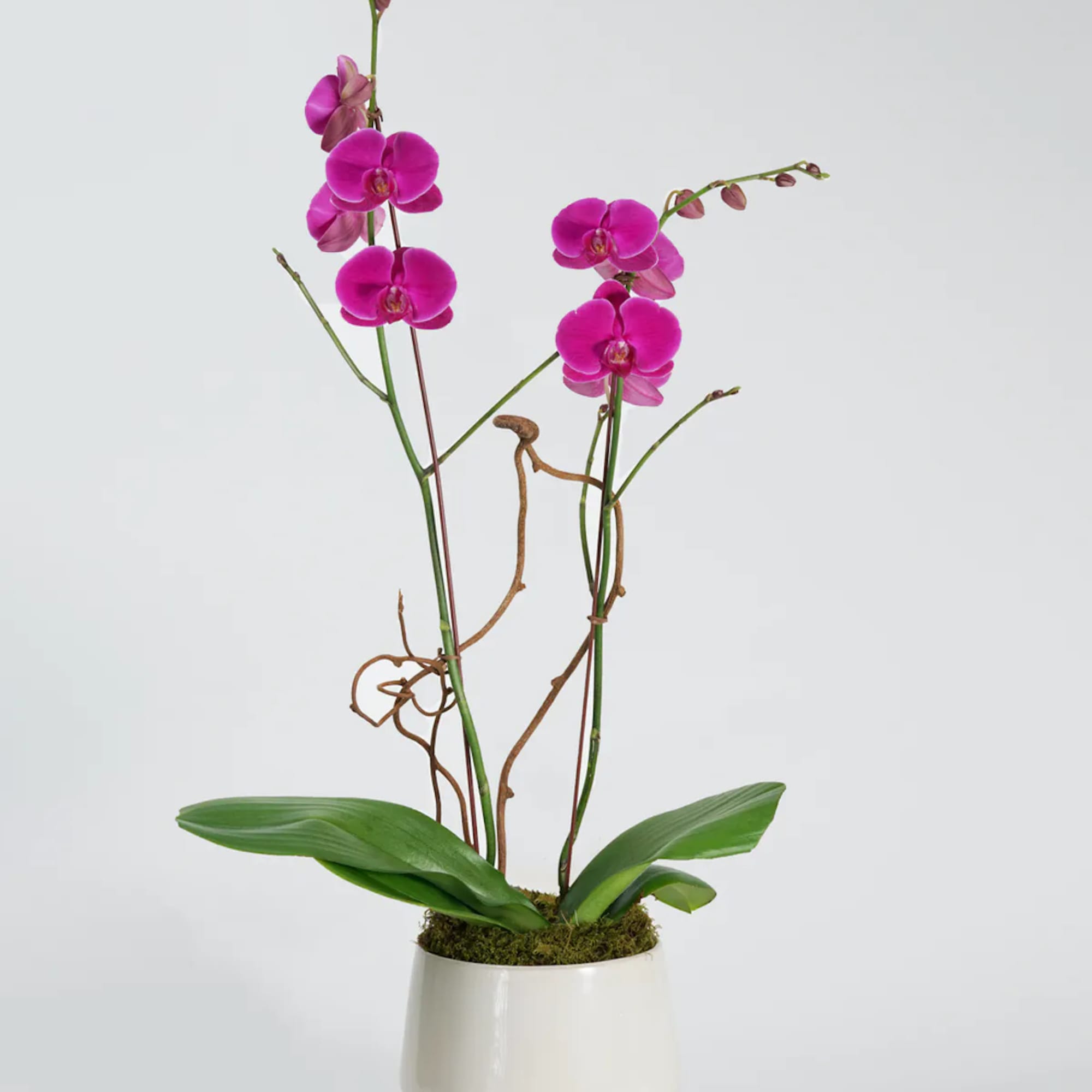 Potted orchid plant with bright pink blooms in a white ceramic pot