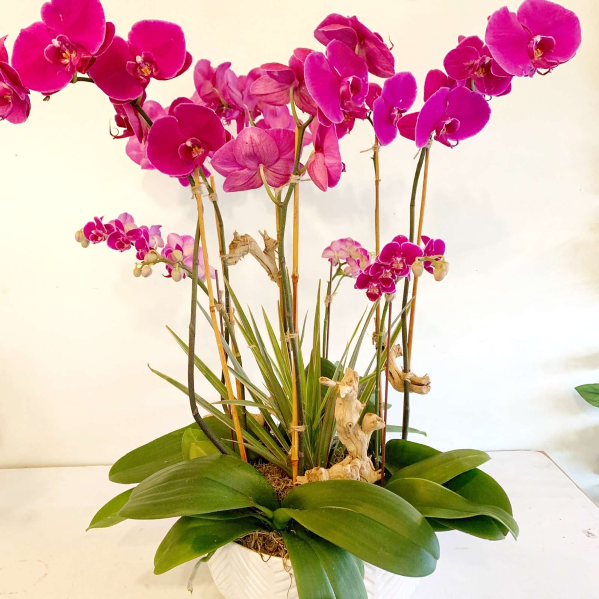Pink orchids arranged in a white pot