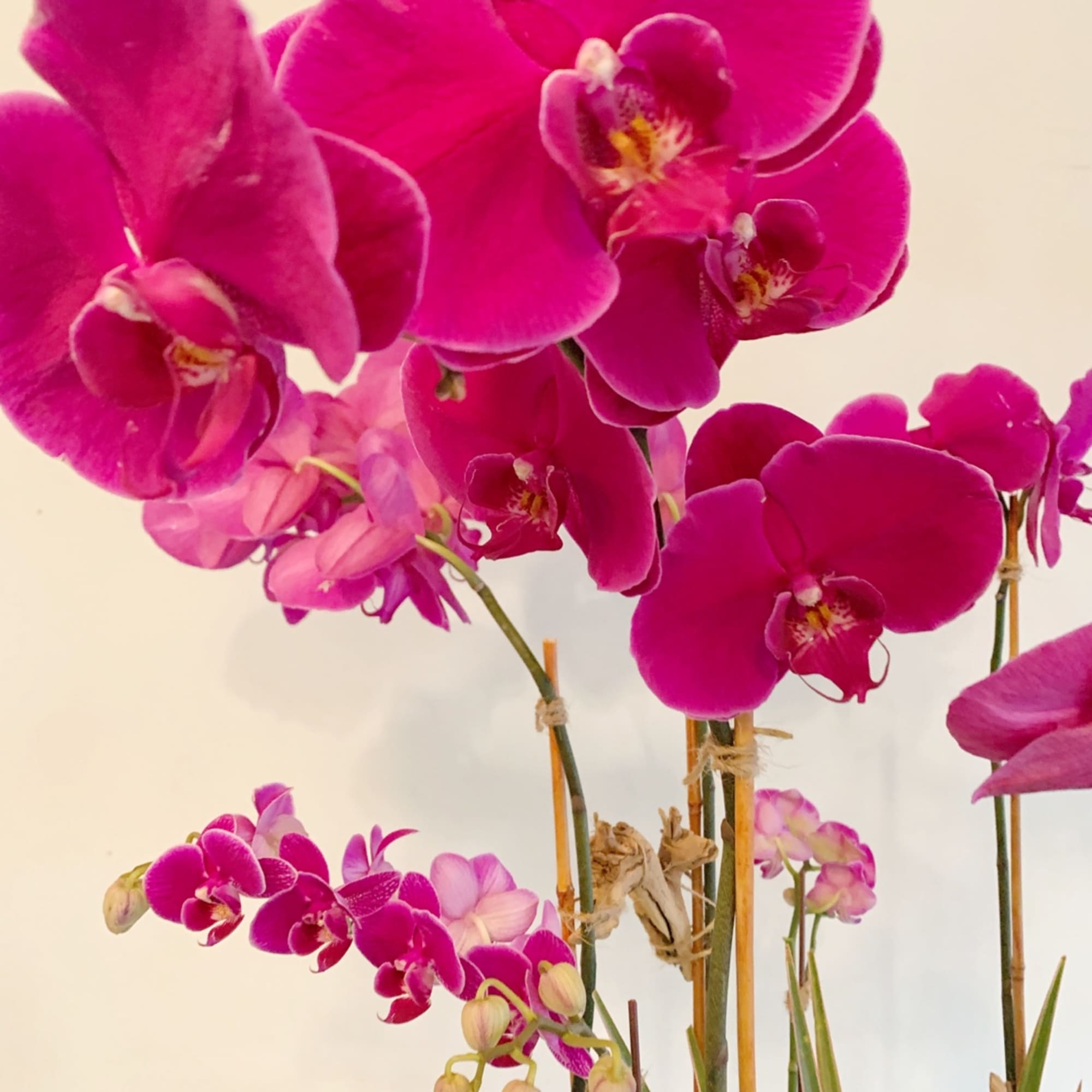 Pink orchid blooms on tall stems against a light background