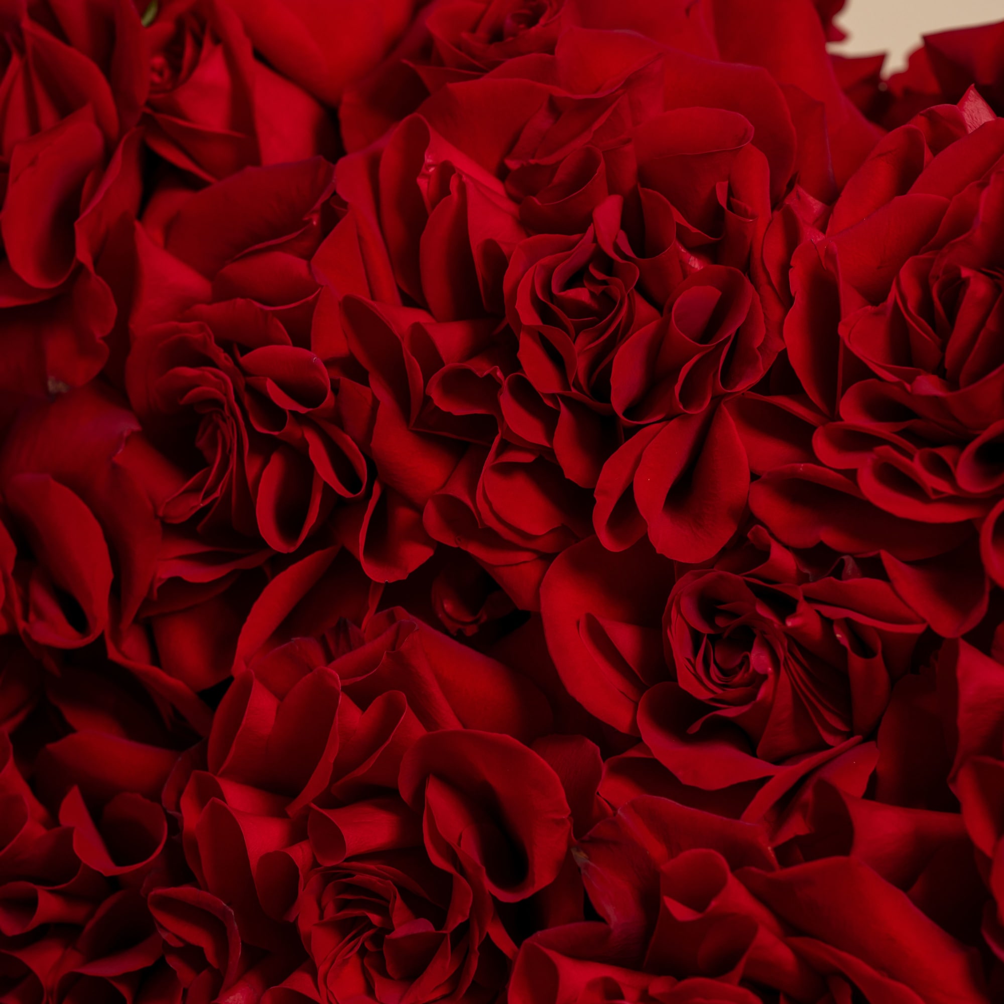Close-up of a dense bouquet of red roses