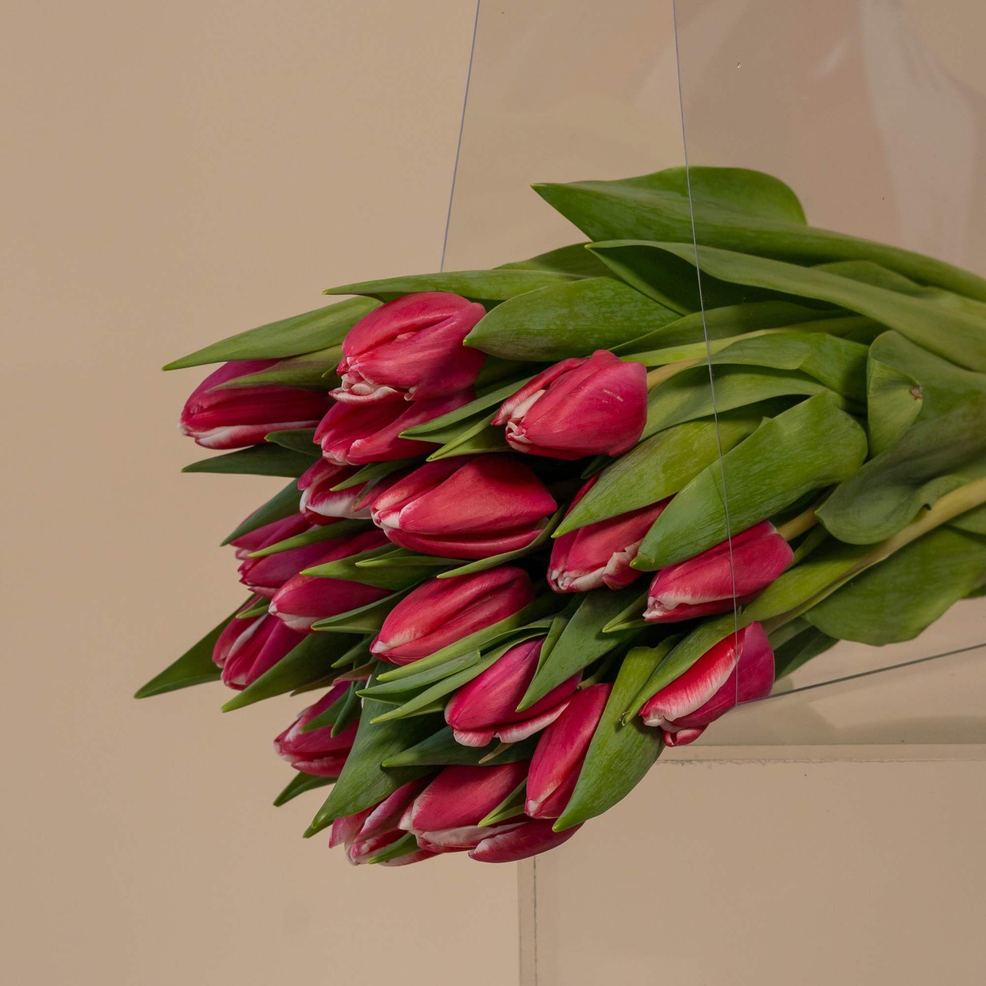 Bundle of pink tulips wrapped in clear plastic