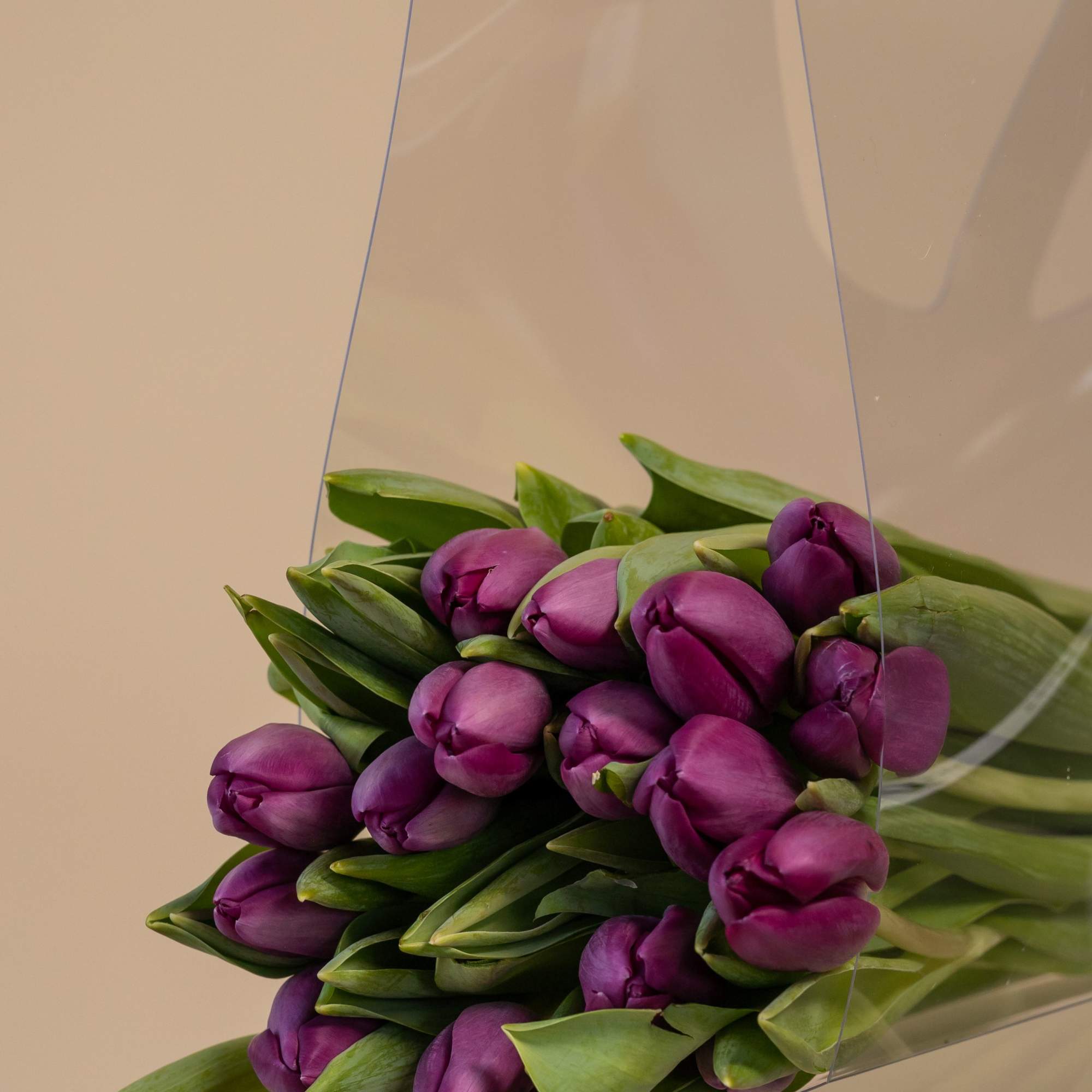 Bundle of purple tulips wrapped in clear plastic
