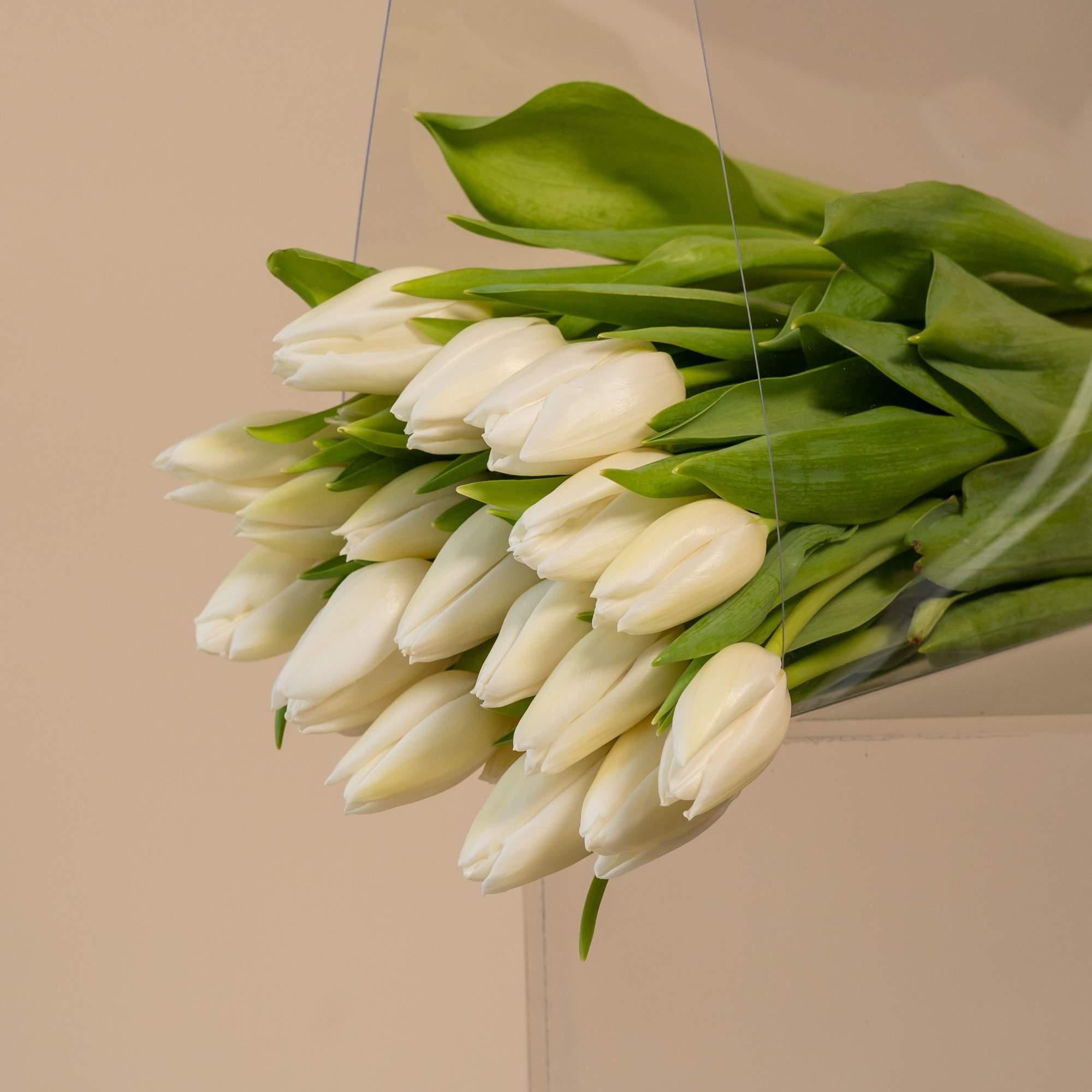 Bundle of white tulips wrapped in clear plastic