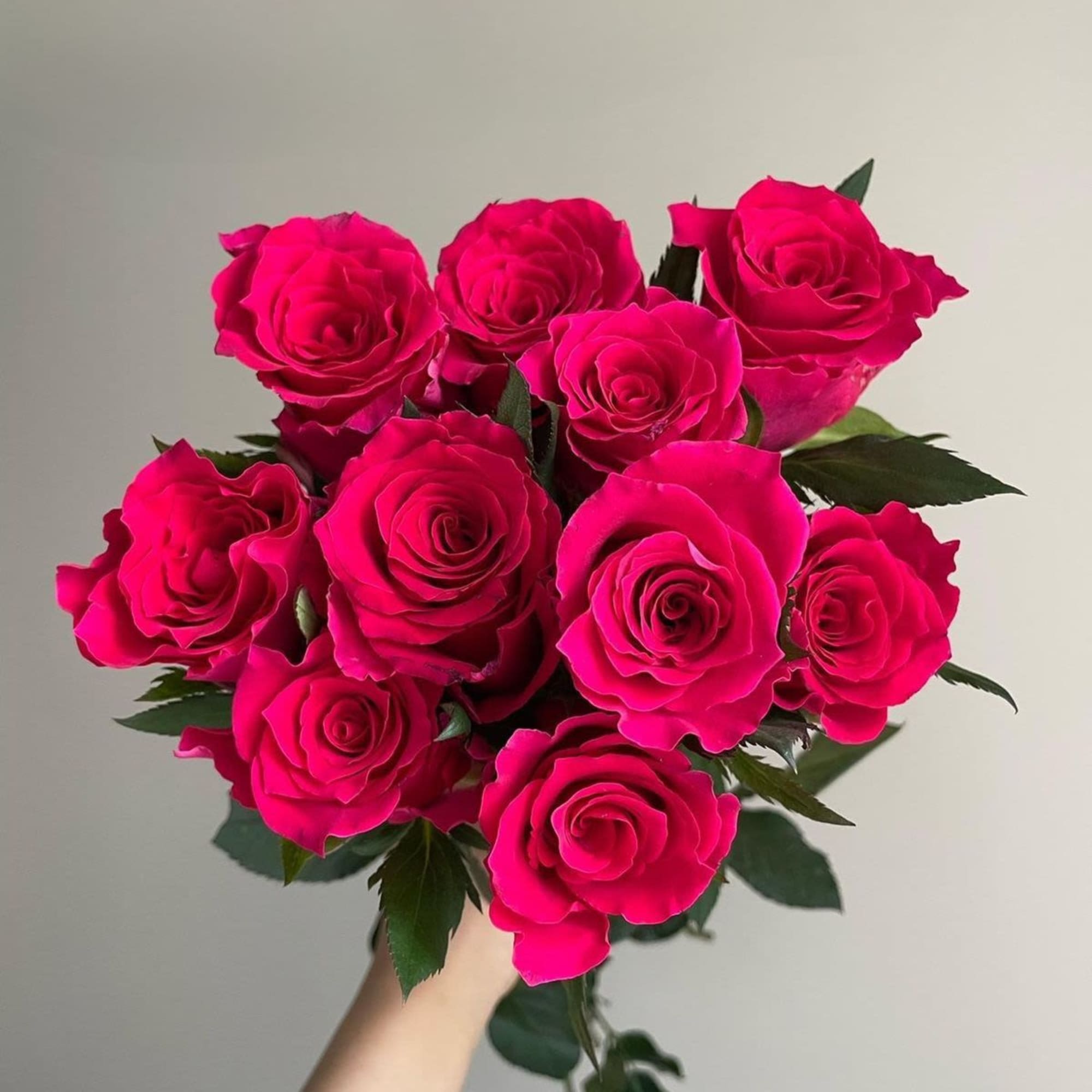 Vibrant hot pink roses (12 stems) beautifully arranged with delicate baby&rsquo;s breath