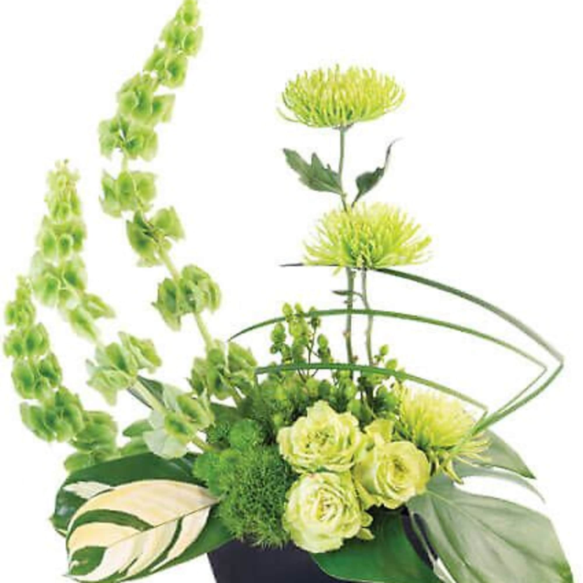 A fresh design with unexpected beauty, Lovely Lime contains bells of Ireland