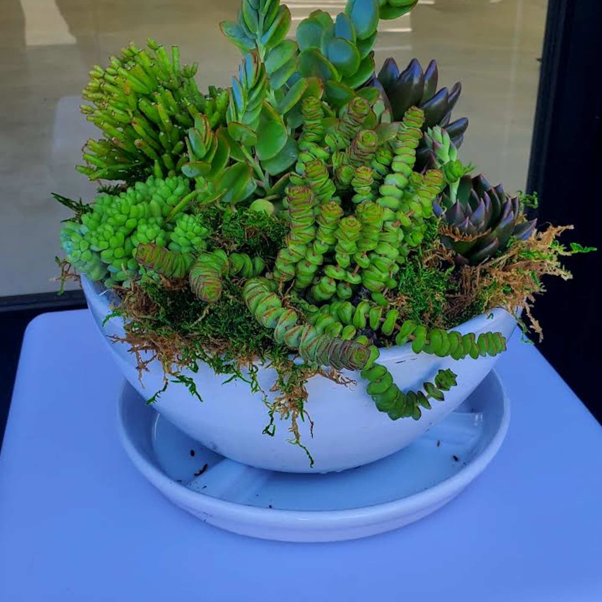 Assorted green succulents in a white ceramic bowl with matching saucer