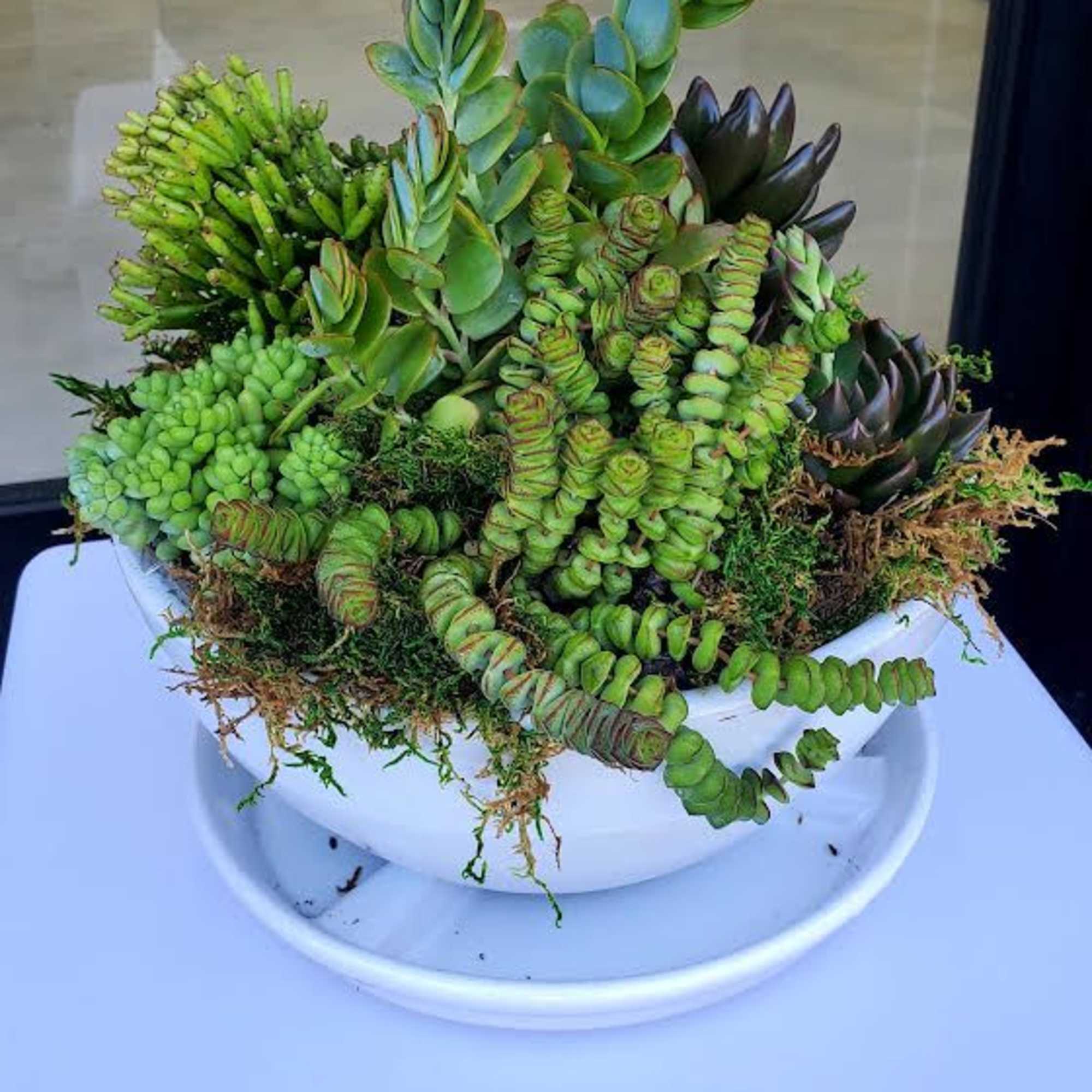 Low white bowl filled with assorted green succulents and moss.