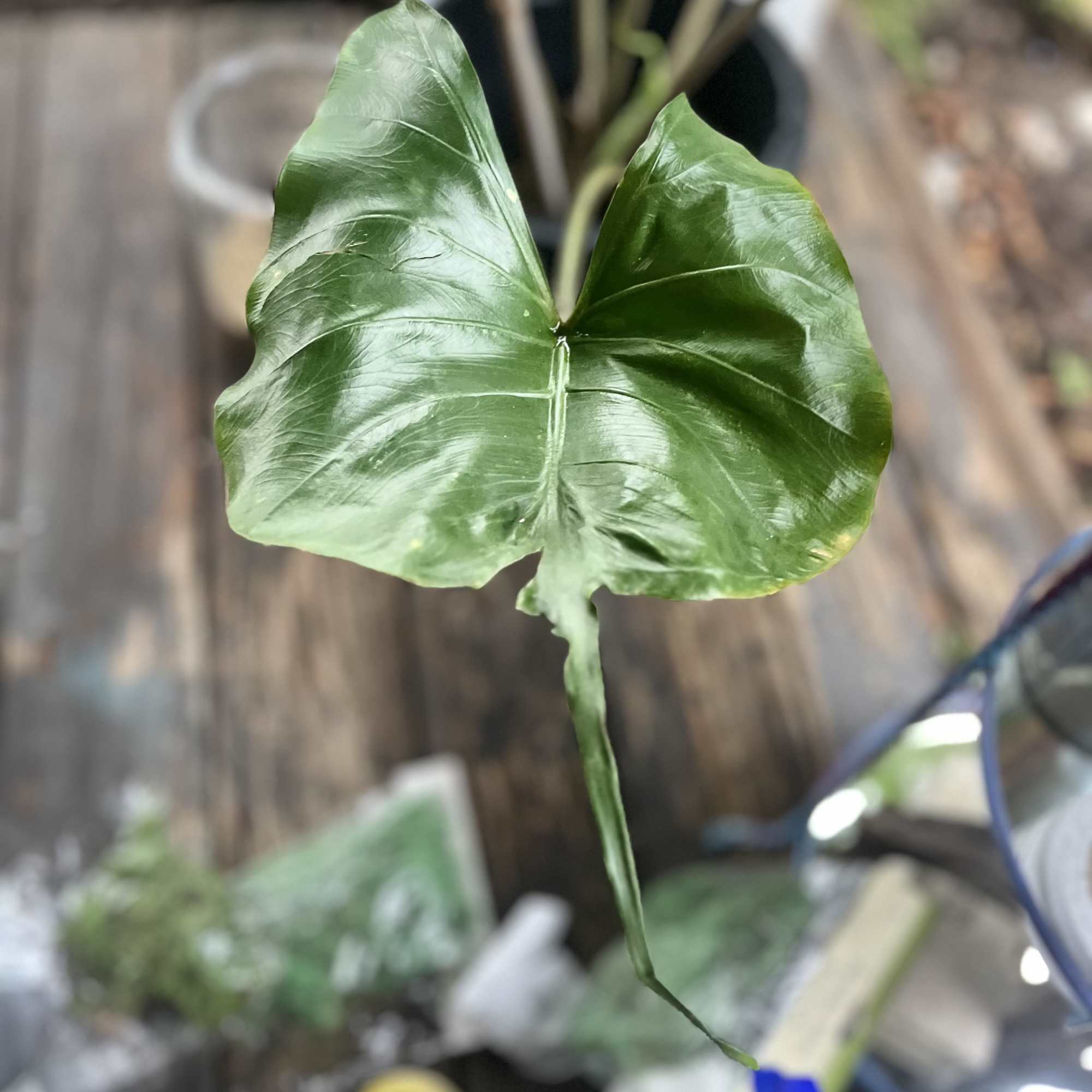 Close-up of a single glossy green heart-shaped leaf on a potted plant