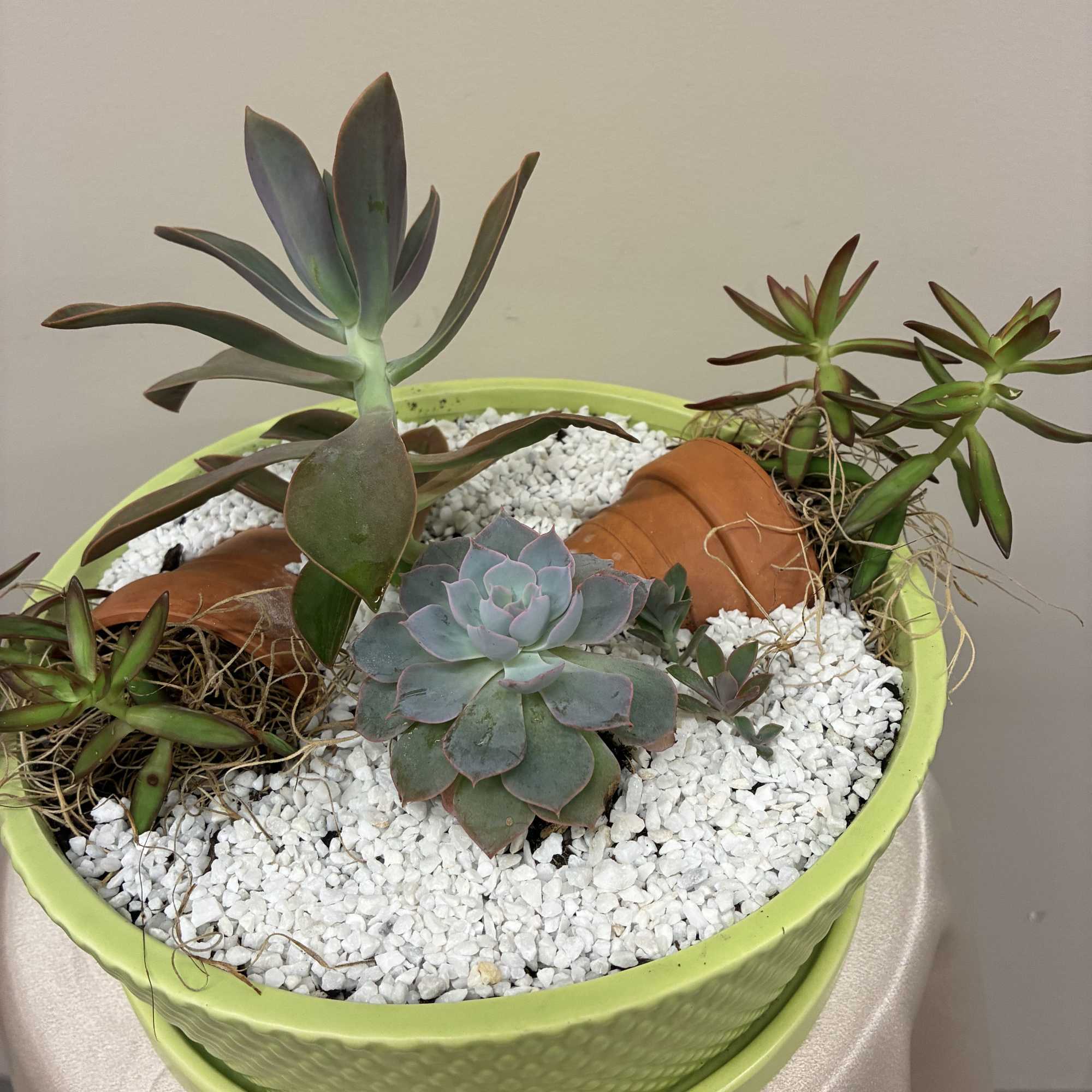 A calm, contemporary succulent garden that feels like a little room of