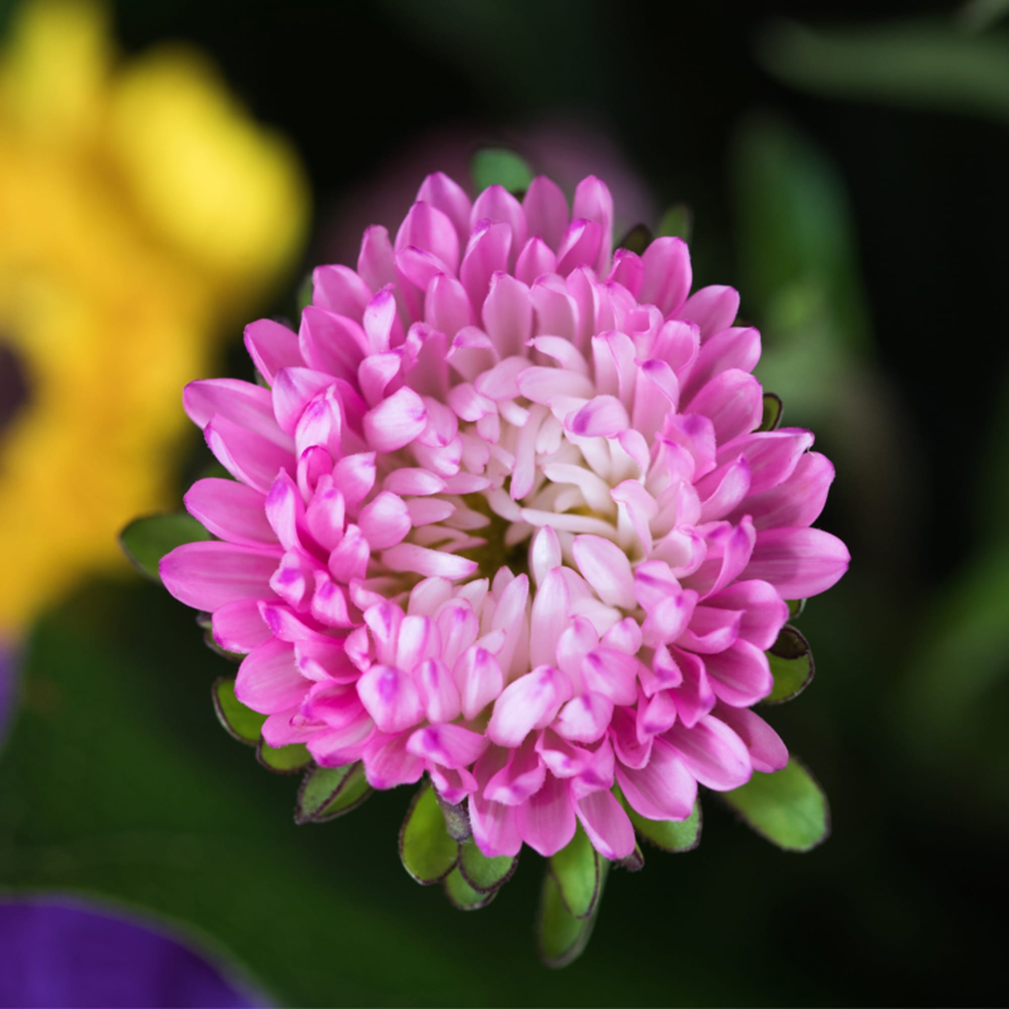 Close-up of a single pink and white blossom with layered petals against a dark blurred background