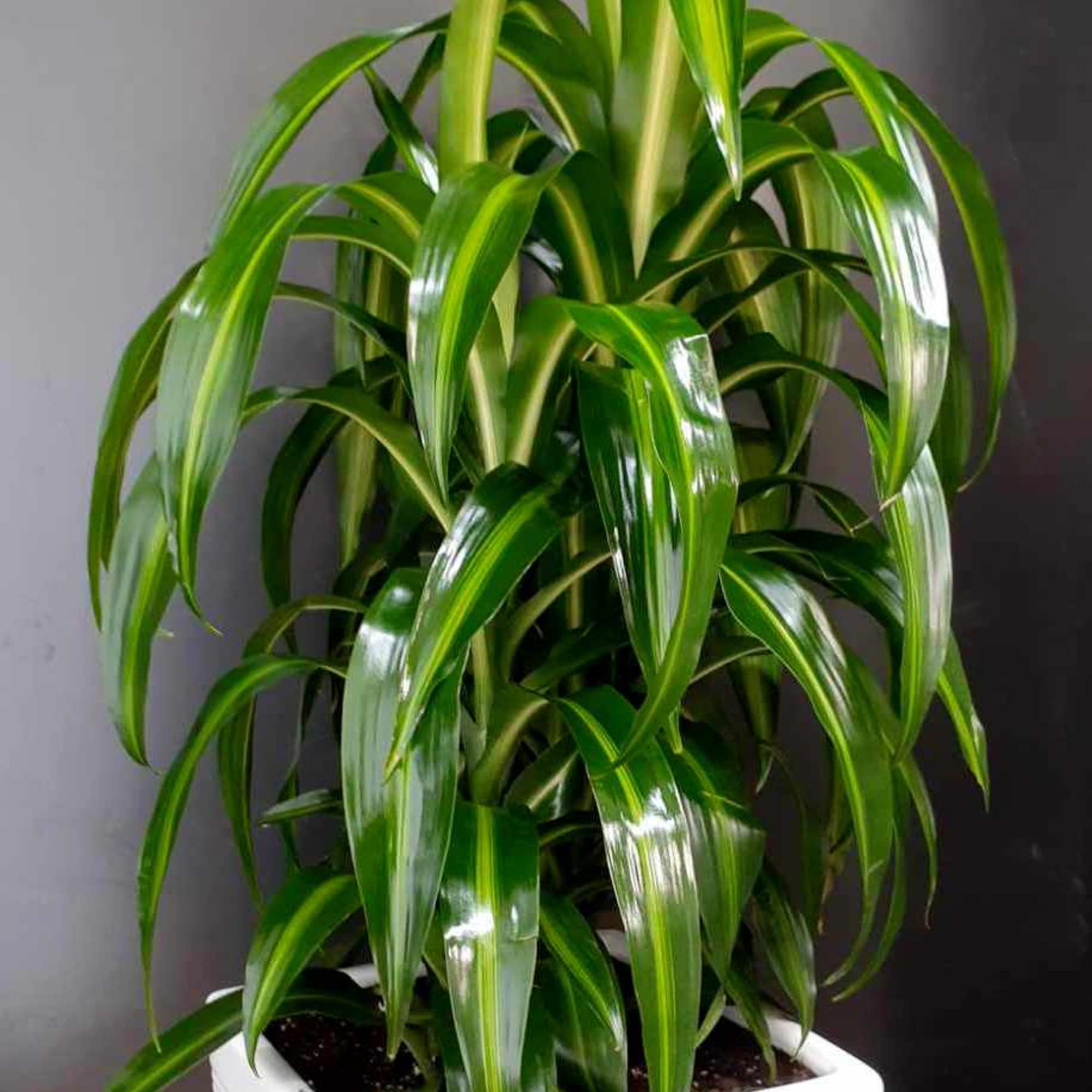 Potted dracaena plant in a white square planter