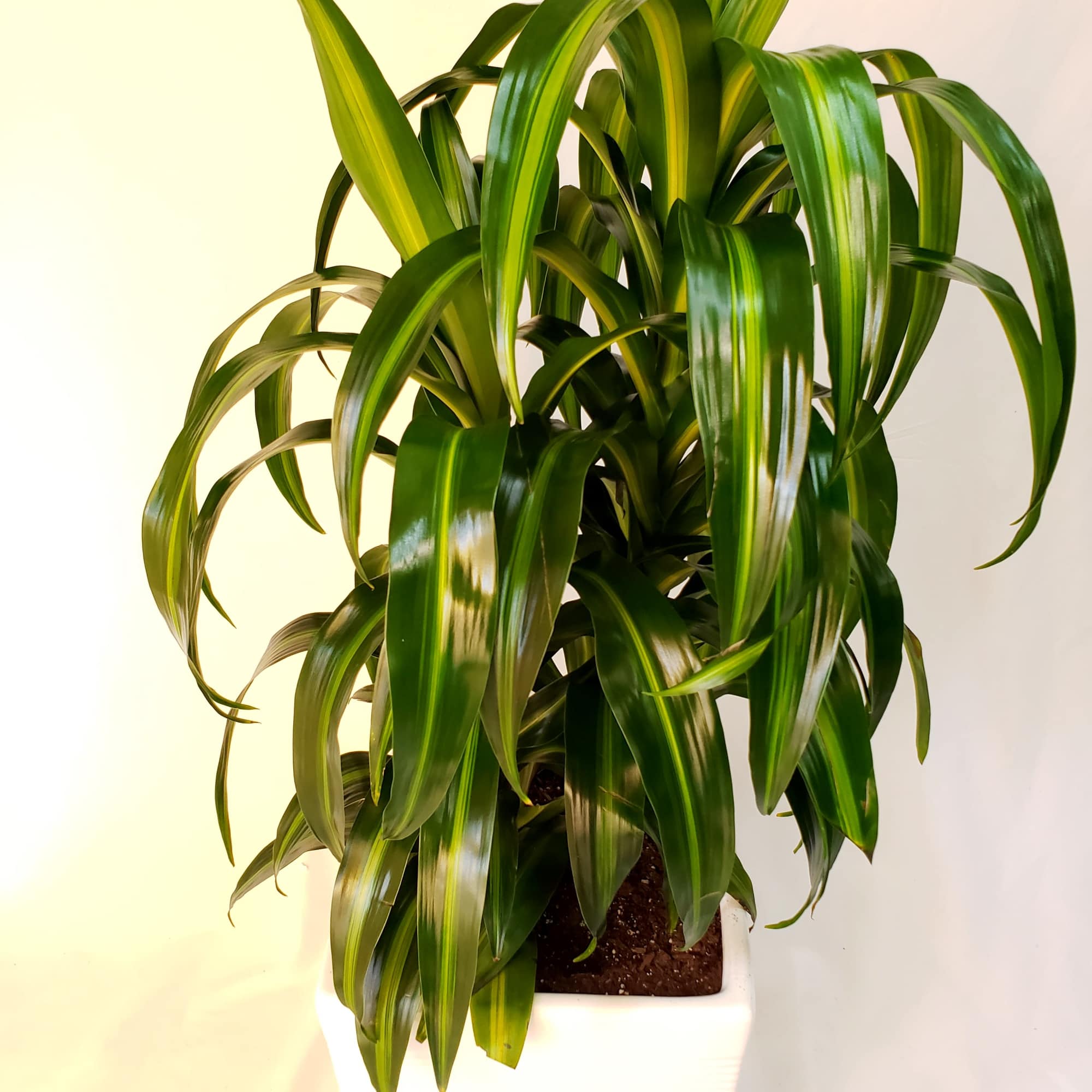 Potted green dracaena plant in a white planter