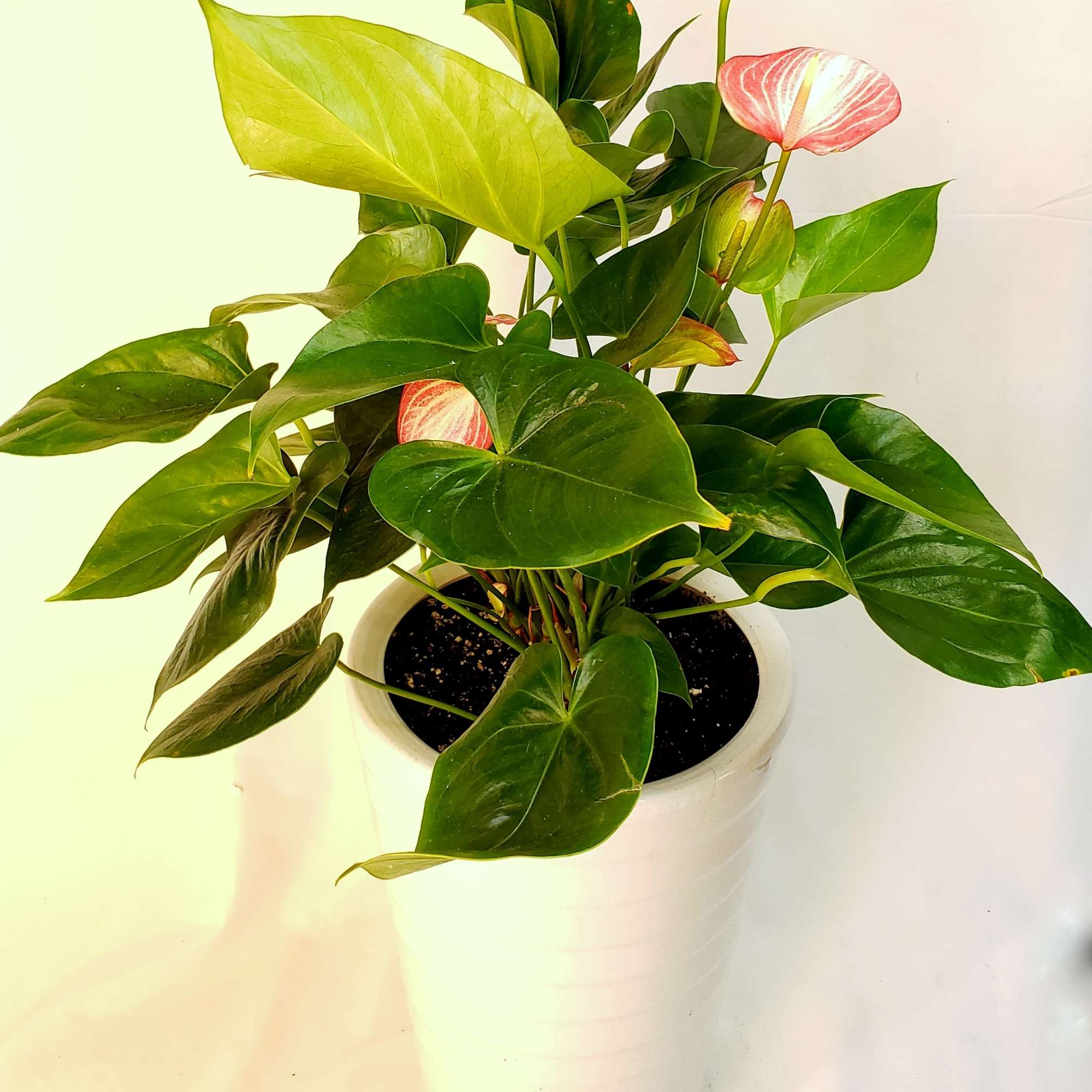 Potted anthurium plant with pink spathes in a white planter